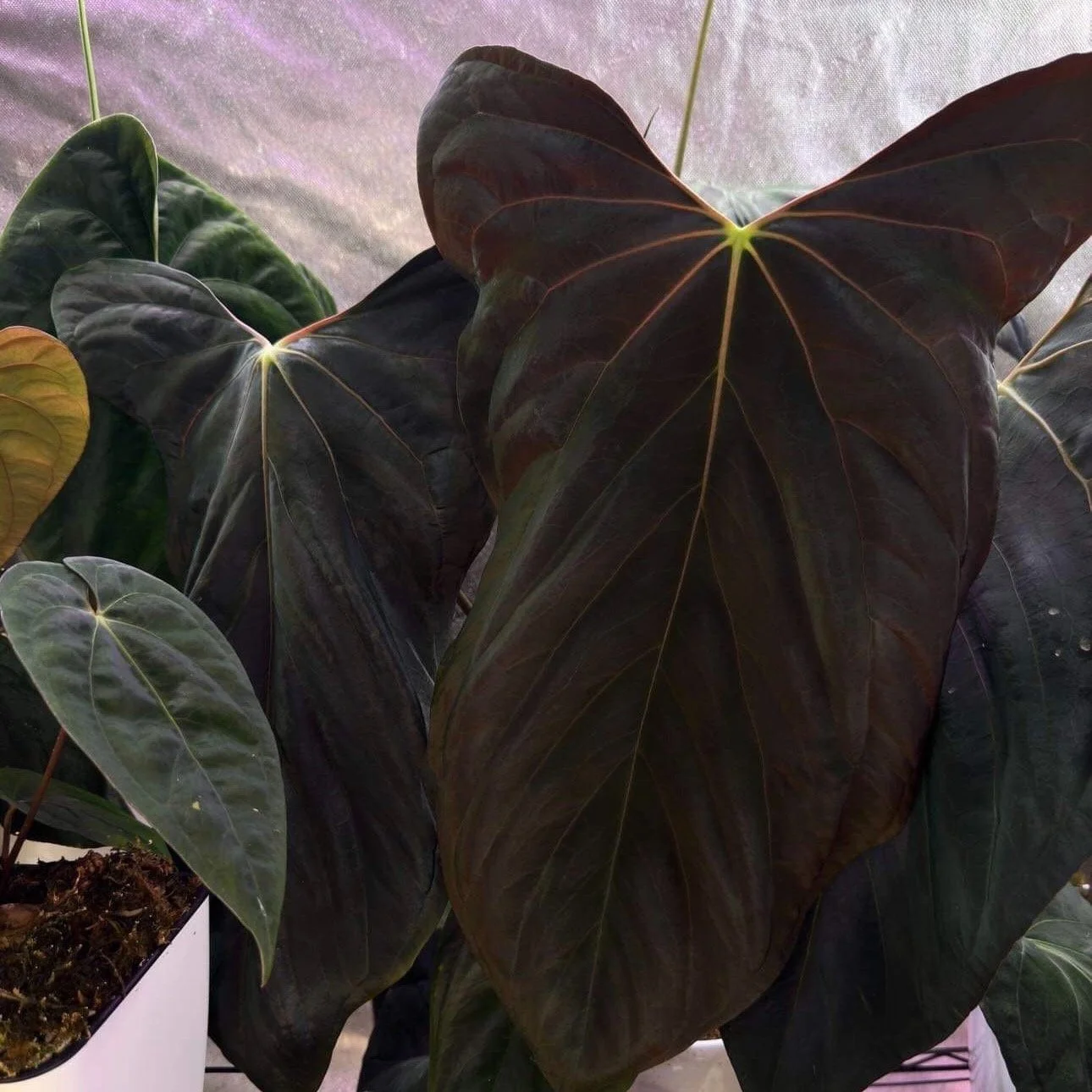Anthurium papillilaminum 