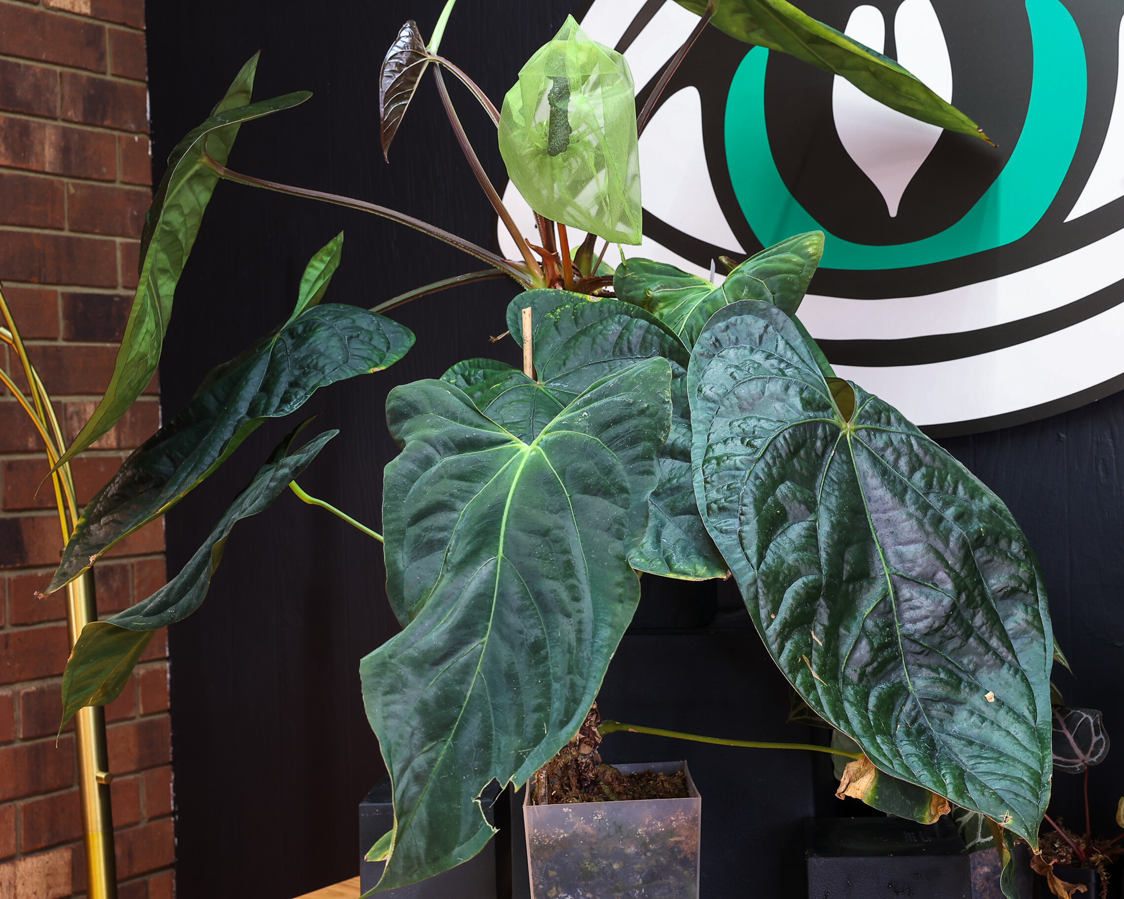 Anthurium papillilaminum ('Ft Sherman' x self) x ('Ft Anthurium papillilaminum ('Ft Sherman' x self) x ('Ft