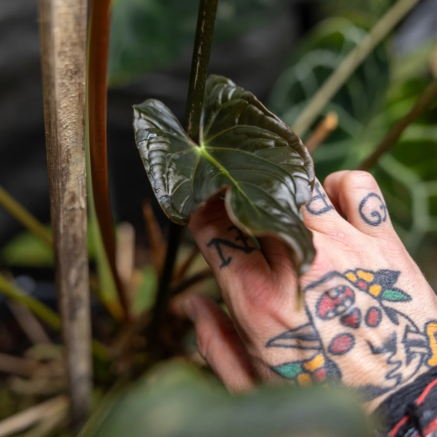 Anthurium papillilaminum &lsquo;FS&rsquo; x self aka SHERM. #anthuriumpapillilaminumfortsherman x self #darkleaves #newleaf #oldpic #favoriteplant #indoorgarden #aroidlover #anthuriumclub #plantlove #indoorgardening #greenyourfeed #acinfinity #glitte