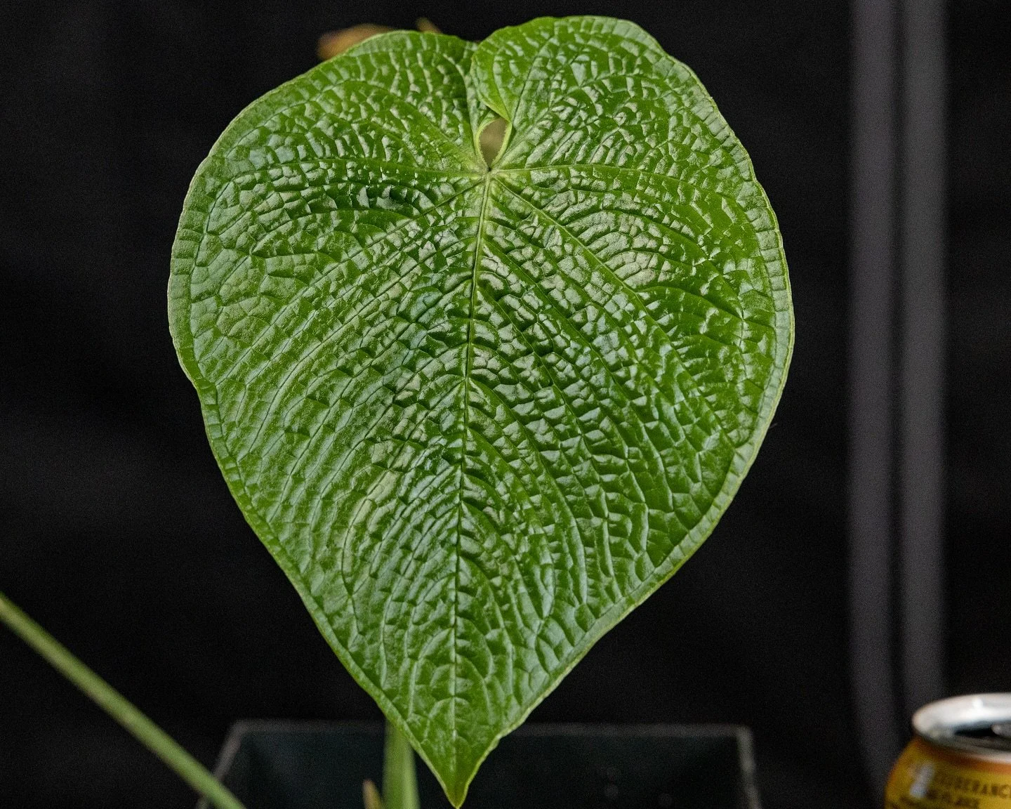 Anthurium rugulosum is only known to science from collections in the wet tropical biomes of Ecuador.
👂 What plant people hear: &ldquo;this sounds like something I need to grow in my garage&rdquo;.
📢 Truth: even seed grown versions of this species l