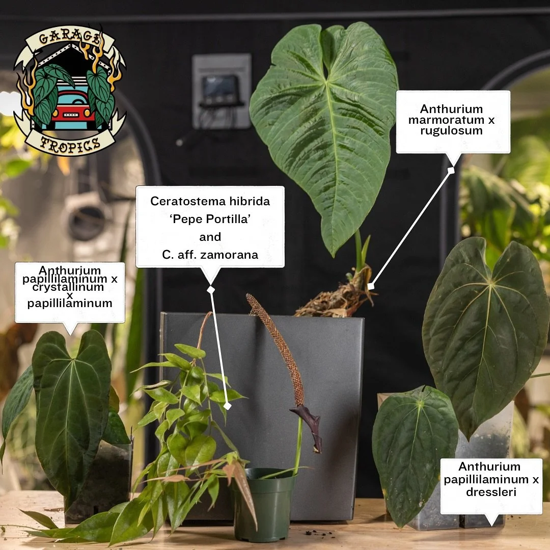 Swipe to see them all. Growing exotic plants in my garage and photographing them brings me great joy. #plantcollection #plantcommunity #anthuriumpapillilaminum #anthuriumcrystallinum #aroidlover #ericaceae #exoticplants #darkleaves #plantlover #acinf