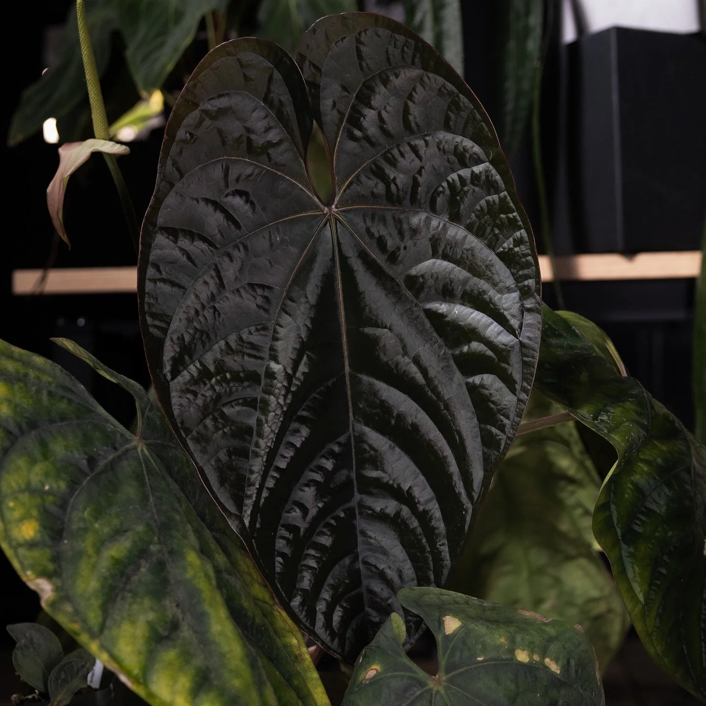 Sneaking it in under the wire for #anthuriumthursday care tips for this plant can be found on my blog if you&rsquo;re interested (Cloud Forest Care and New Leaf Love is the title of the entry ☁️ ). #plantcare #selfcare #plantlover #anthuriumluxurians