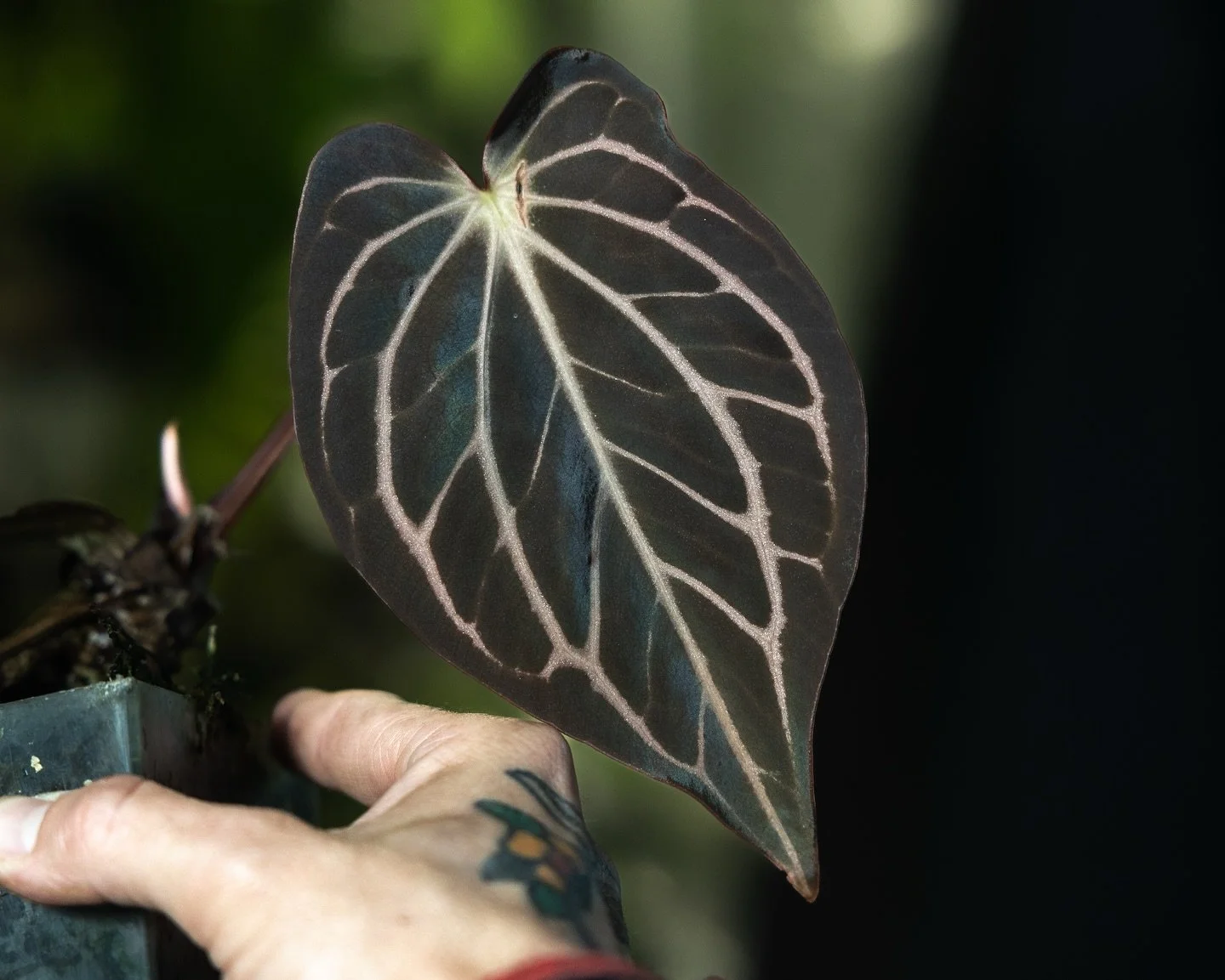 Another unloading of event from the last week. The attention to plants in Avatar the Last Airbender is great. Ai bugs eating bugs I made, worchids (thanks for voting), &lsquo;Black Magic inflo, &lsquo;Voodoo Child&rsquo;s&rsquo; quadruple leaf flush,