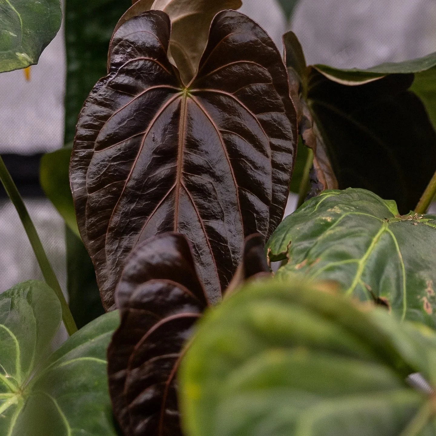 A) a pair of the quadruplet of &lsquo;Voodoo Child&rsquo; (regale ex-Moyobamba x dressleri Rio Guanche) moments before some old foliage was pruned to make way make wayy (Moana voice- just seen 2 and it was sick, top lesson- &ldquo;there&rsquo;s alway