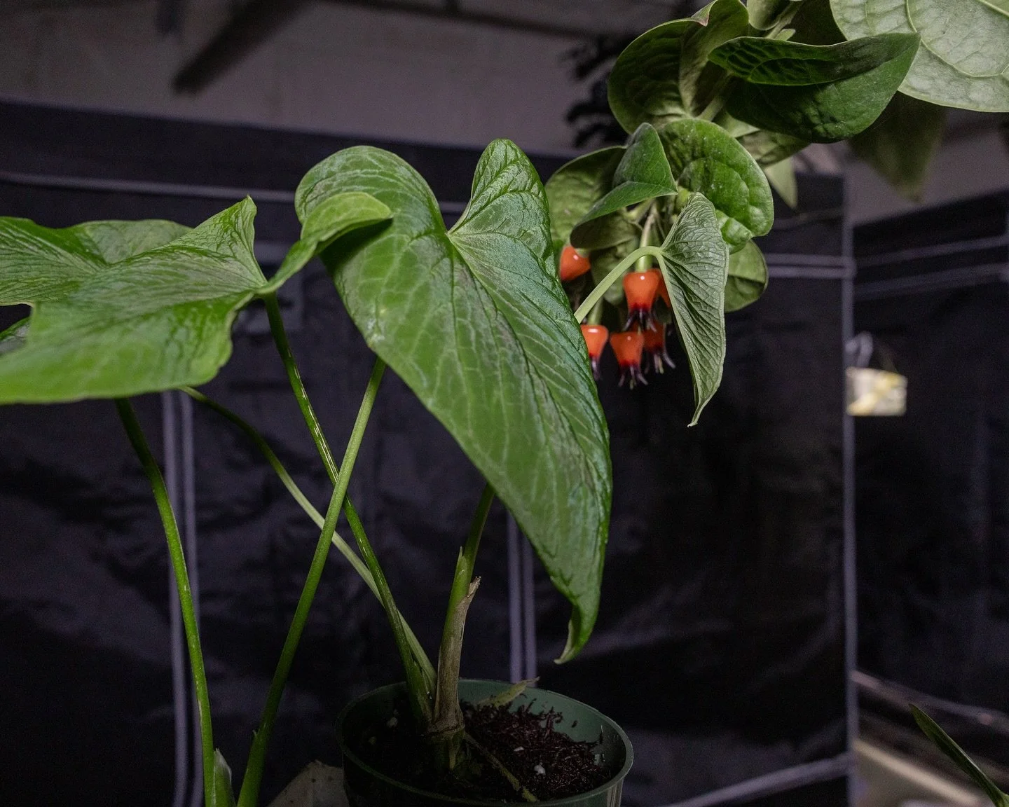Emerald green texture shown on an F1 example of an otherwise unknown to hort. species of Anthriumn and a cluster of neotropical blueberries.. aka The Garage Tropics. This set is a great capture of my theme in regards to collecting plants: grow seed g