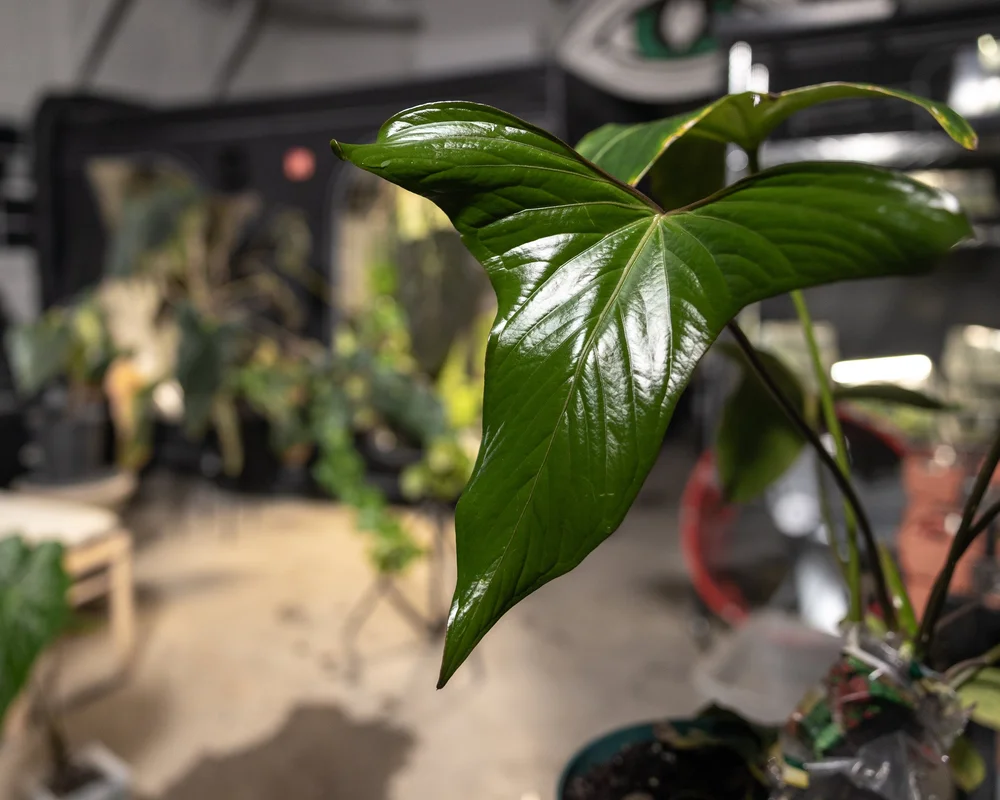 Anthurium ustupoense