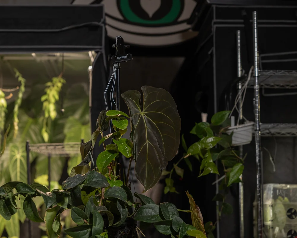Anthurium regale x dressleri 