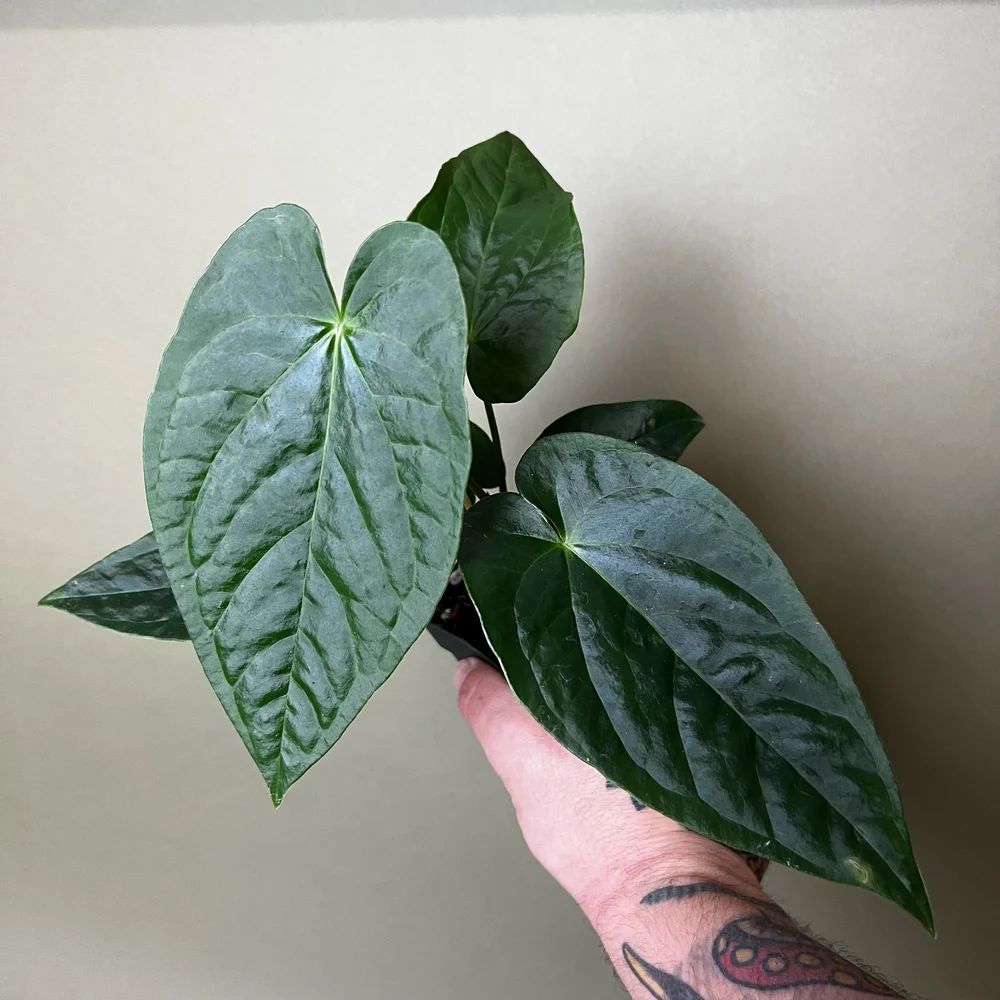 dressleri x rugulosum Carib Queen 2021