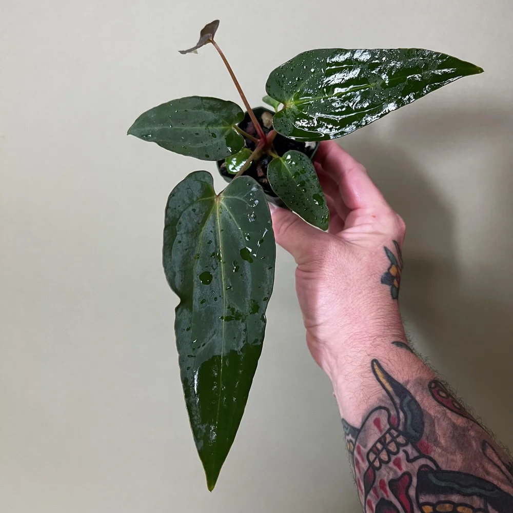 regale ex Moyo x dressleri RG 'Red Velvet' clone 2021