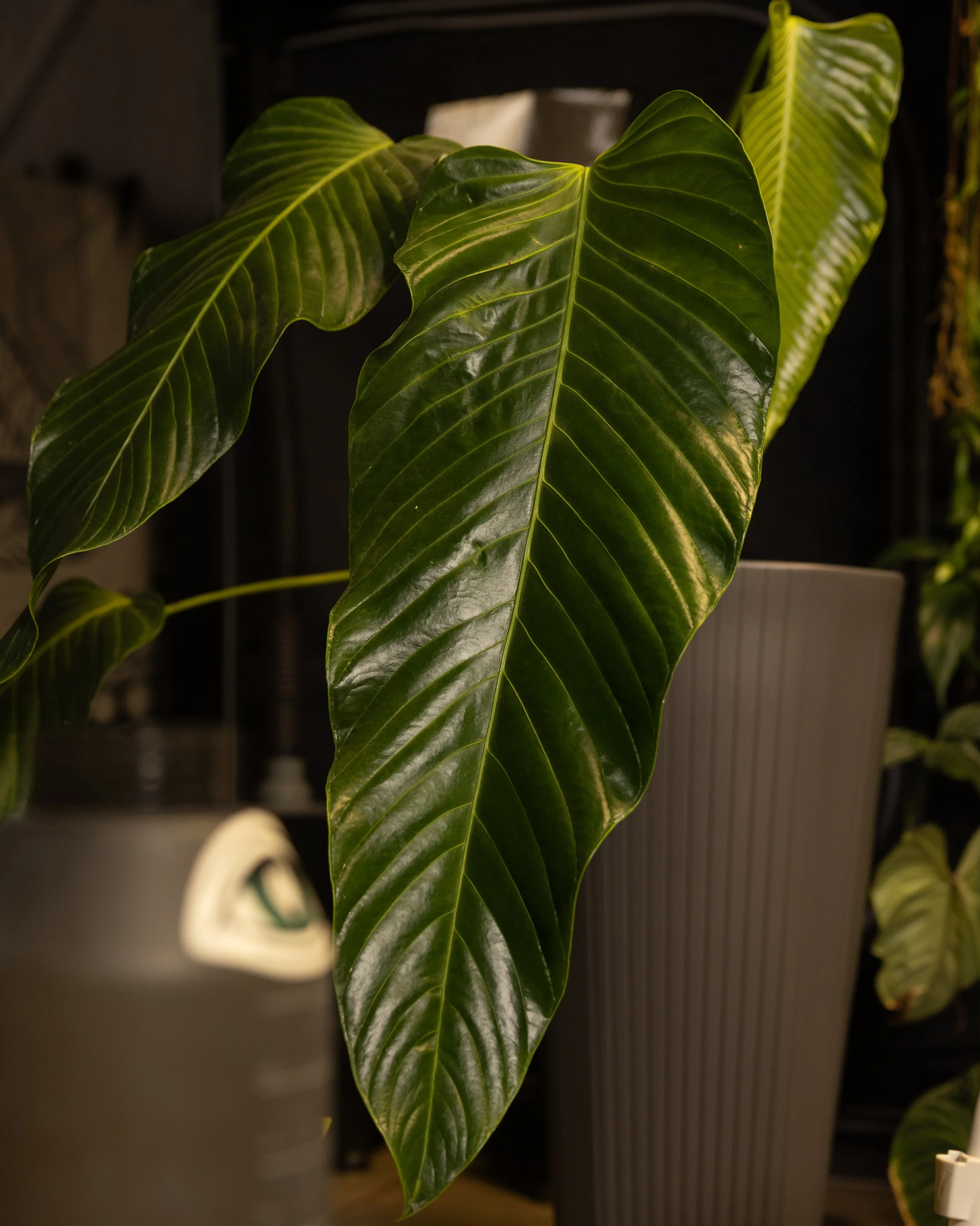 Leaves of Peace vol 1