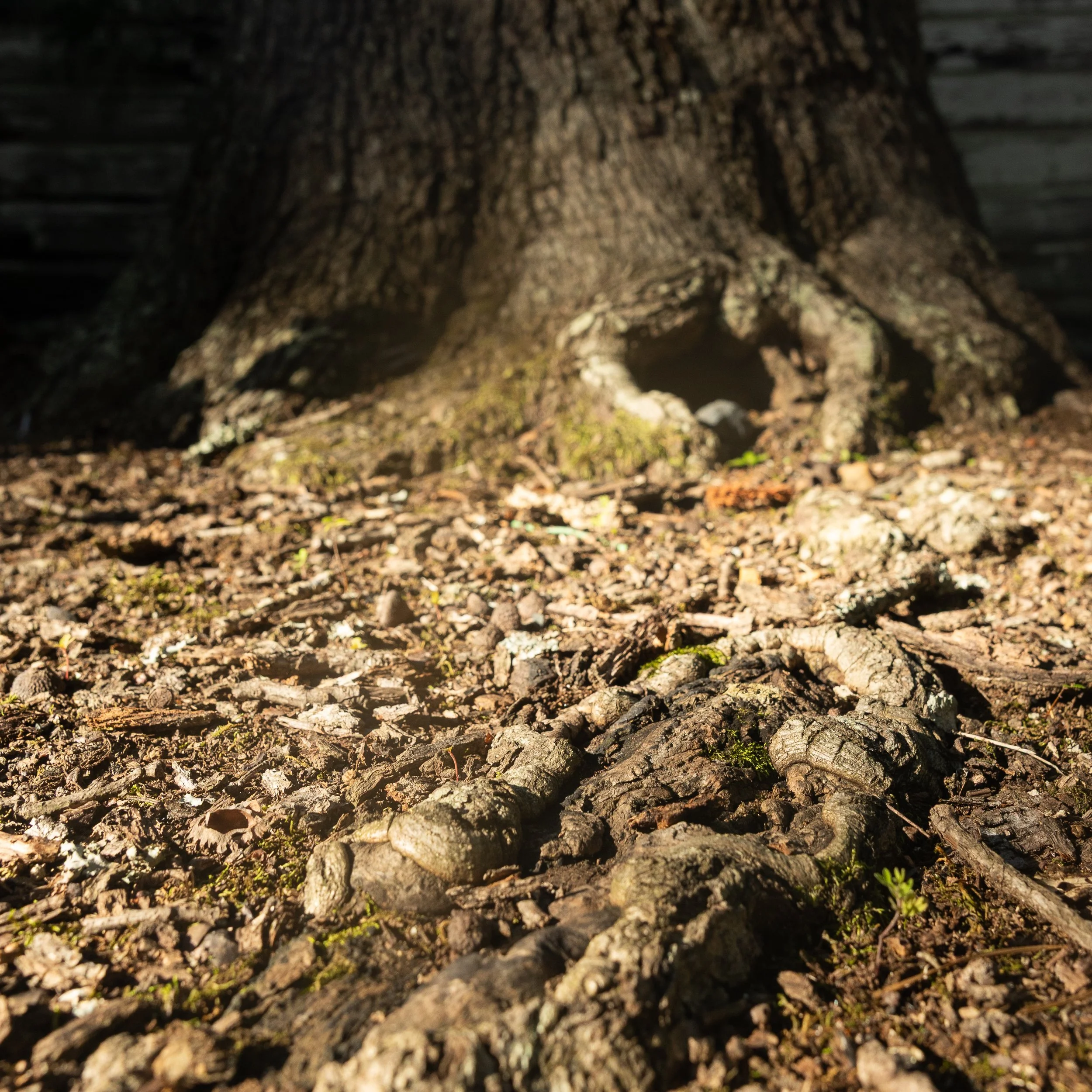 Bark and root detail