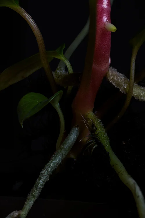 Decomposing root and fungal hyphae, first attempt