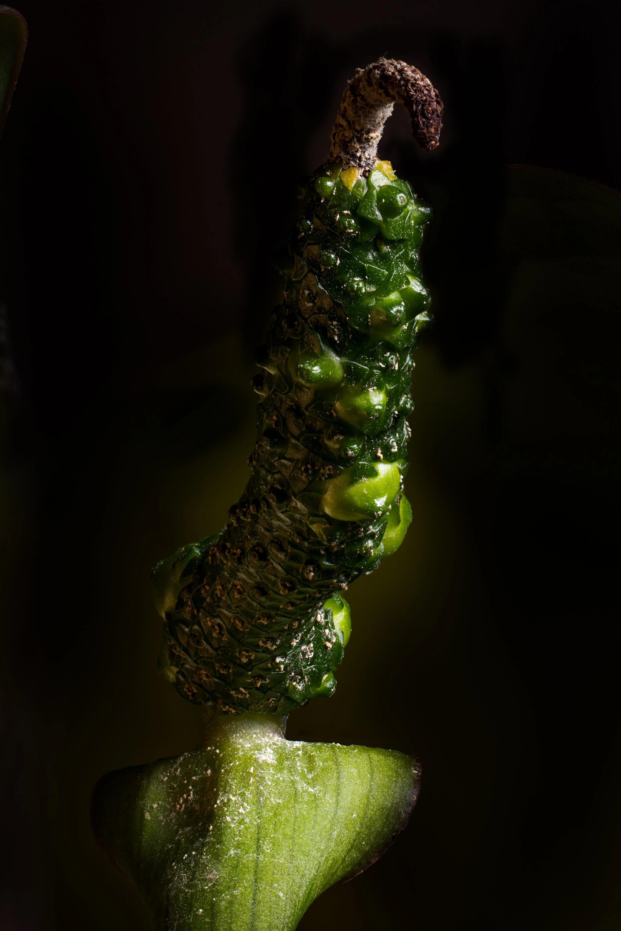 Anthurium dressleri 