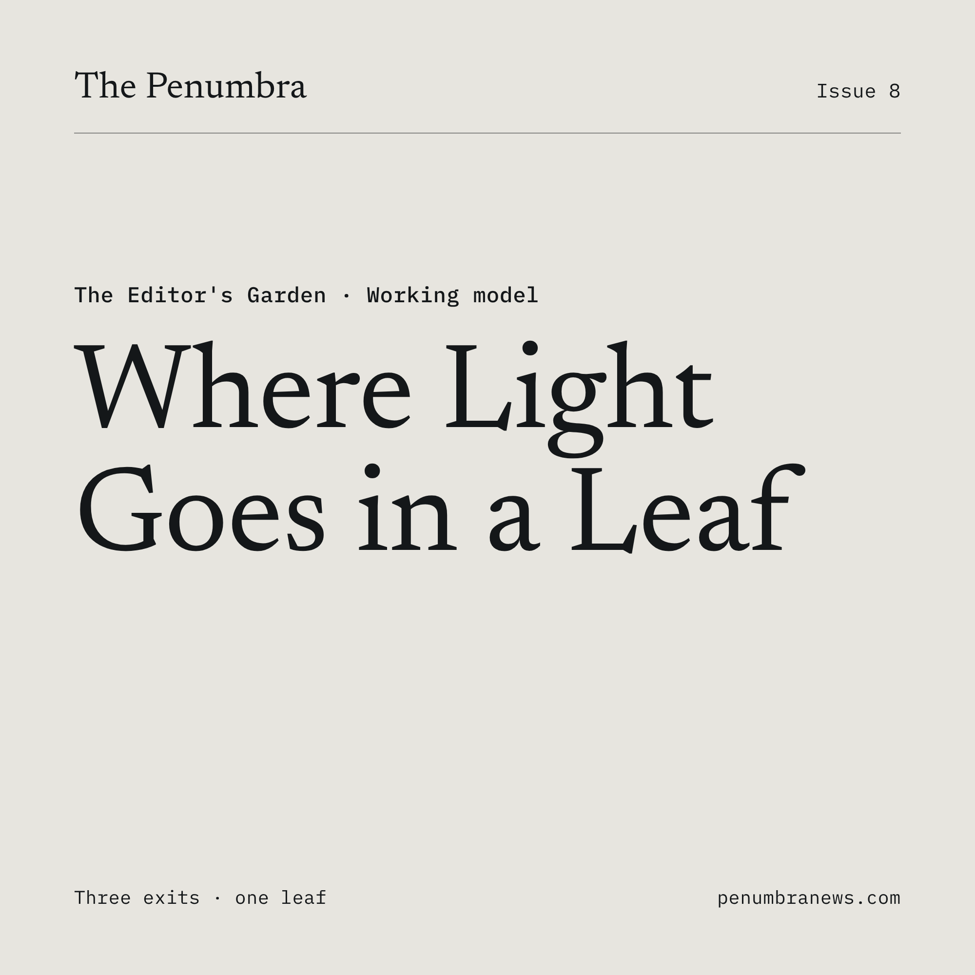 Where light goes in a leaf