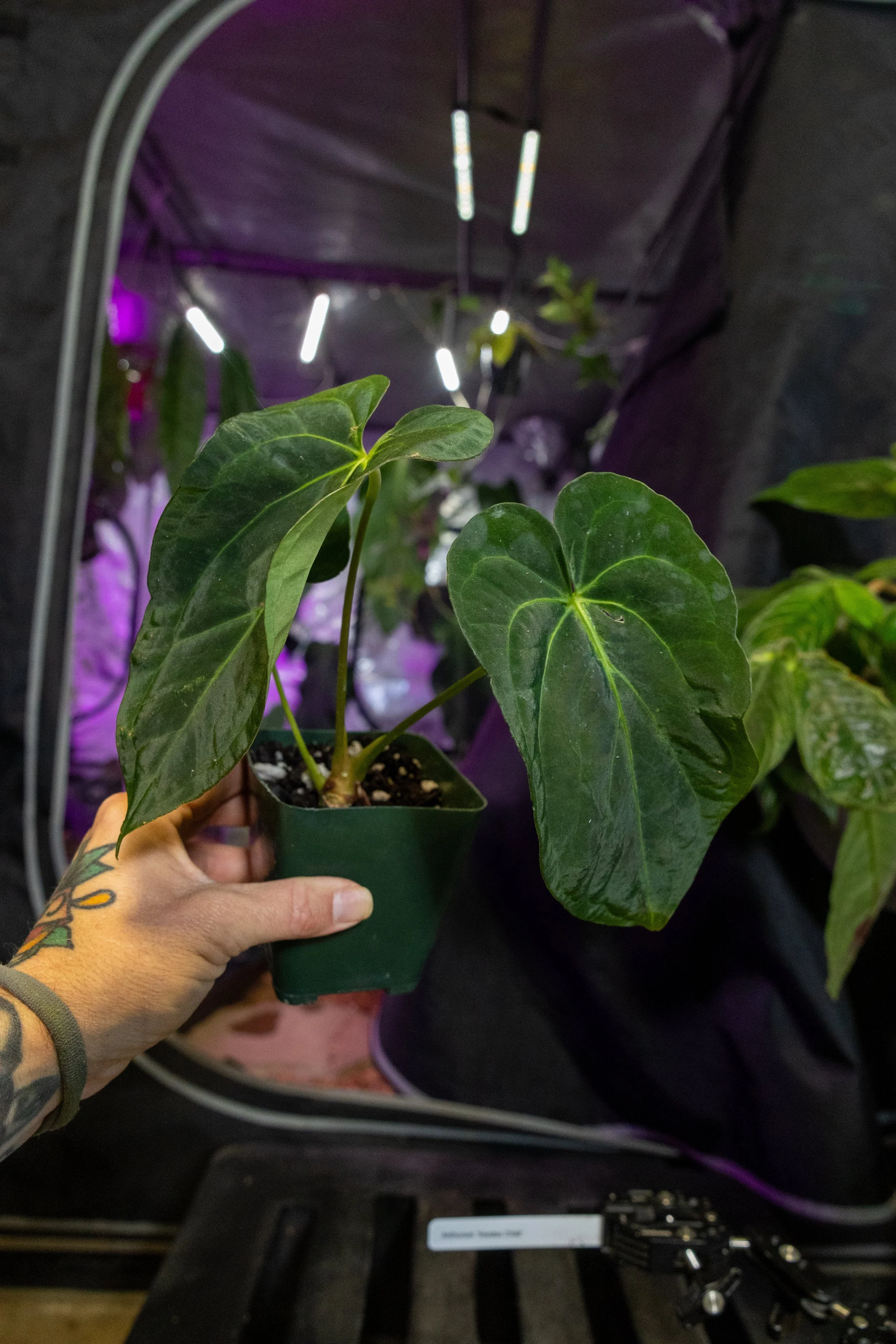 Anthurium 'Voodoo Child' ex-JV