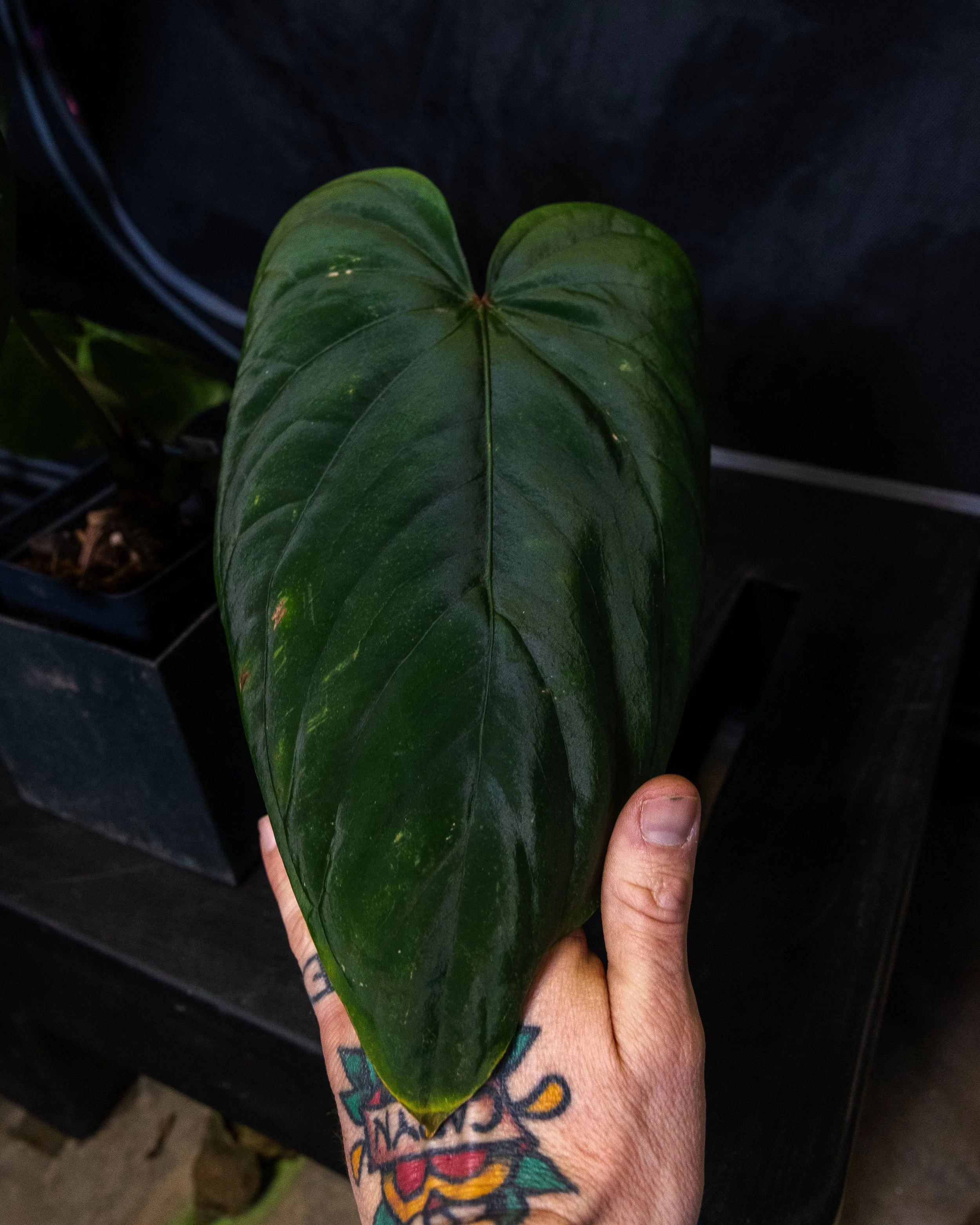 Flowering Anthurium dressleri