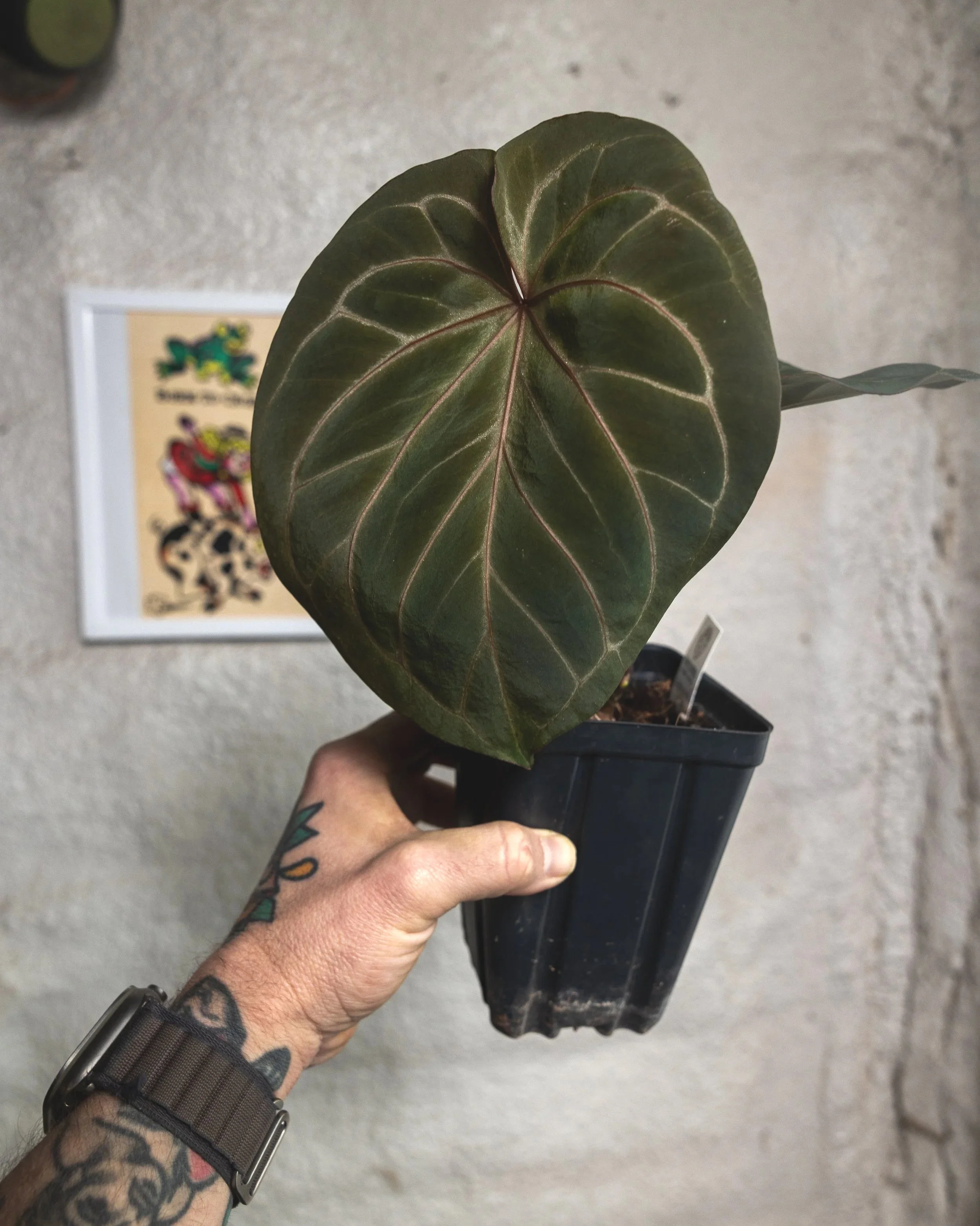 Anthurium HU KOS