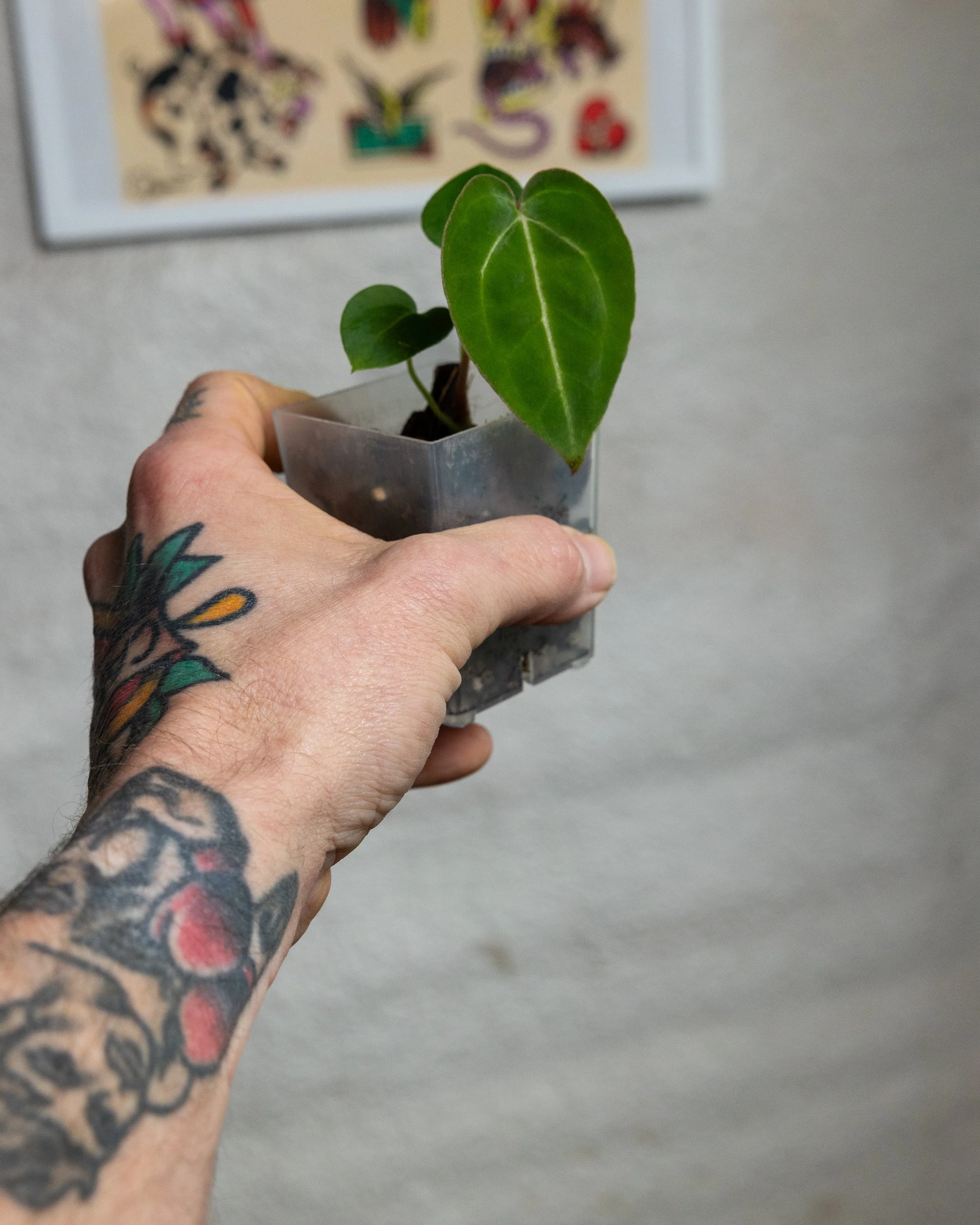 Garage Tropics' hybrid