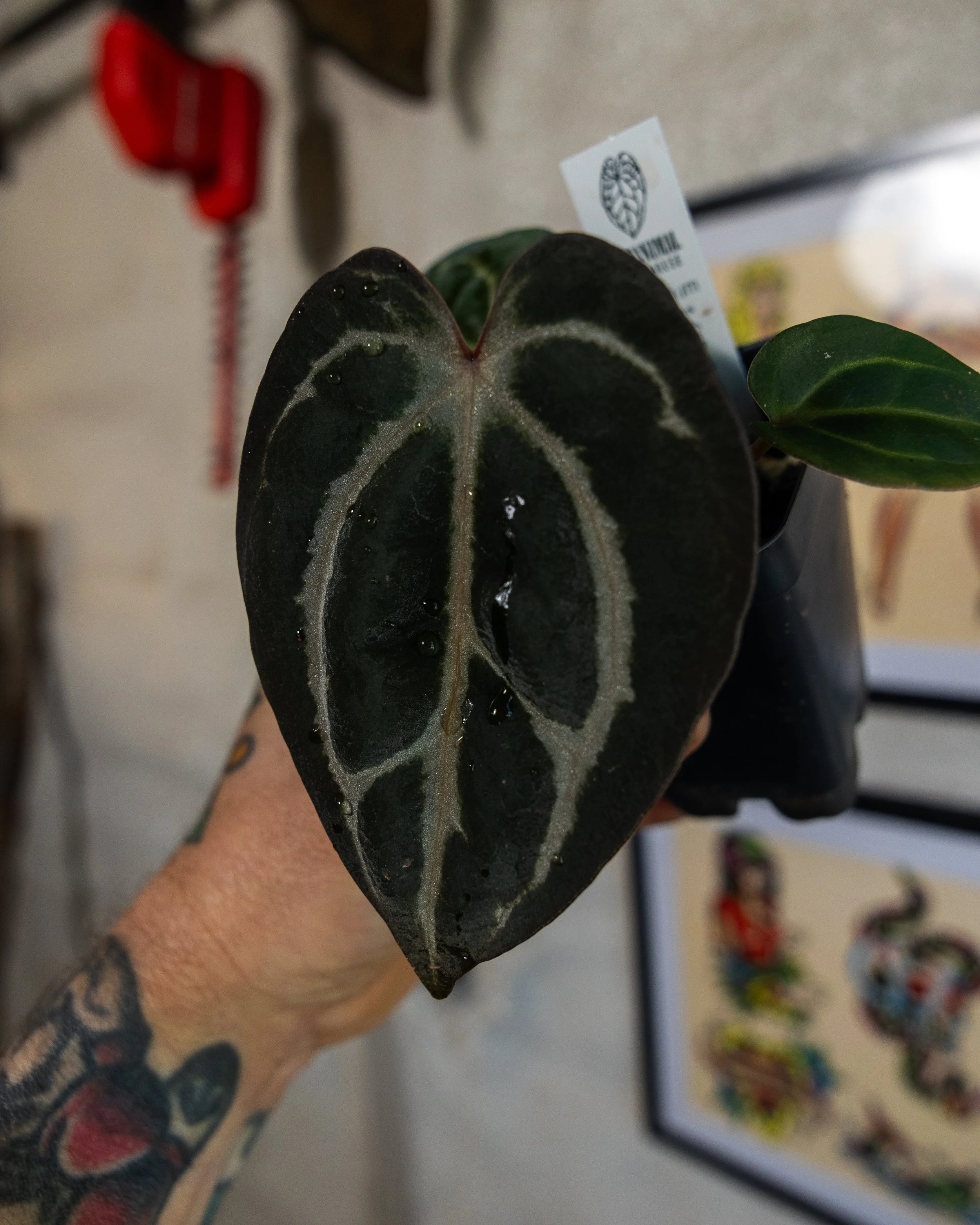 Anthurium carlablackiae