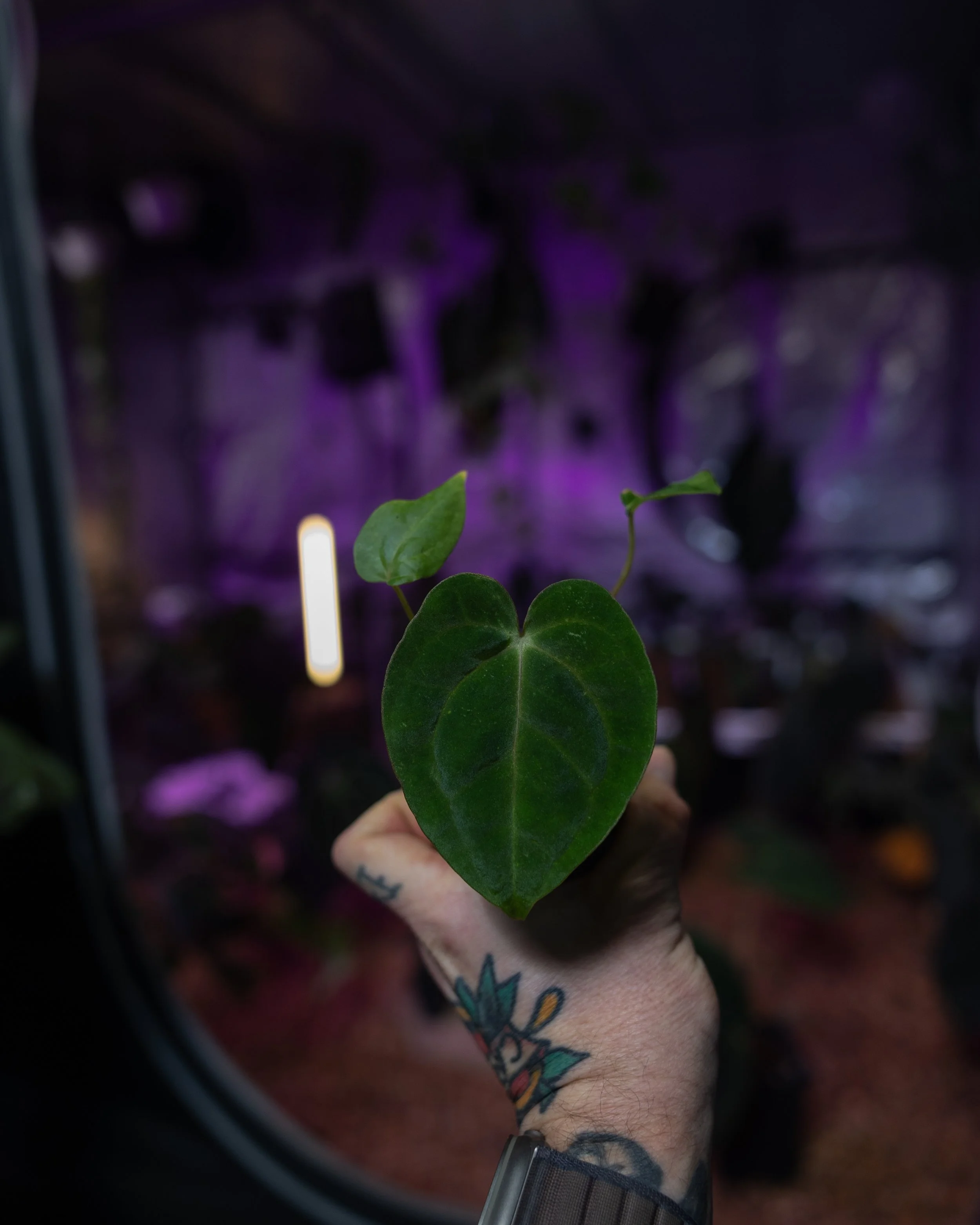 Anthurium Black Cherry x dresslleri 'Long'