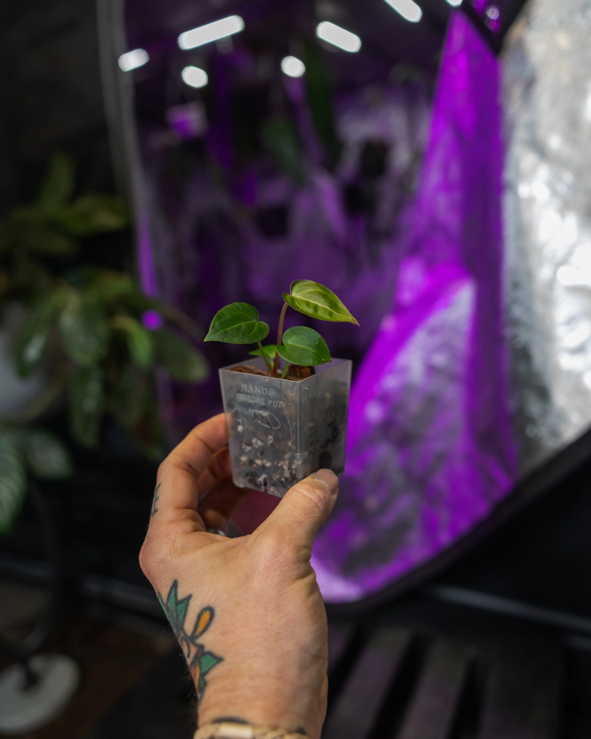 Garage Tropics' hybrid