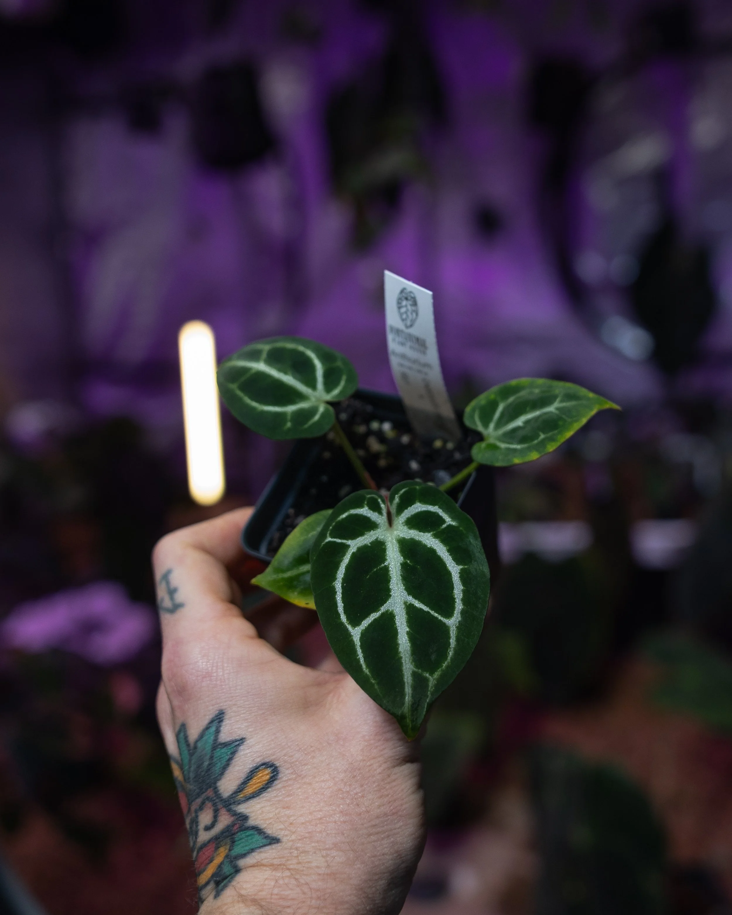 Anthurium Chocolate Crystallinum x self