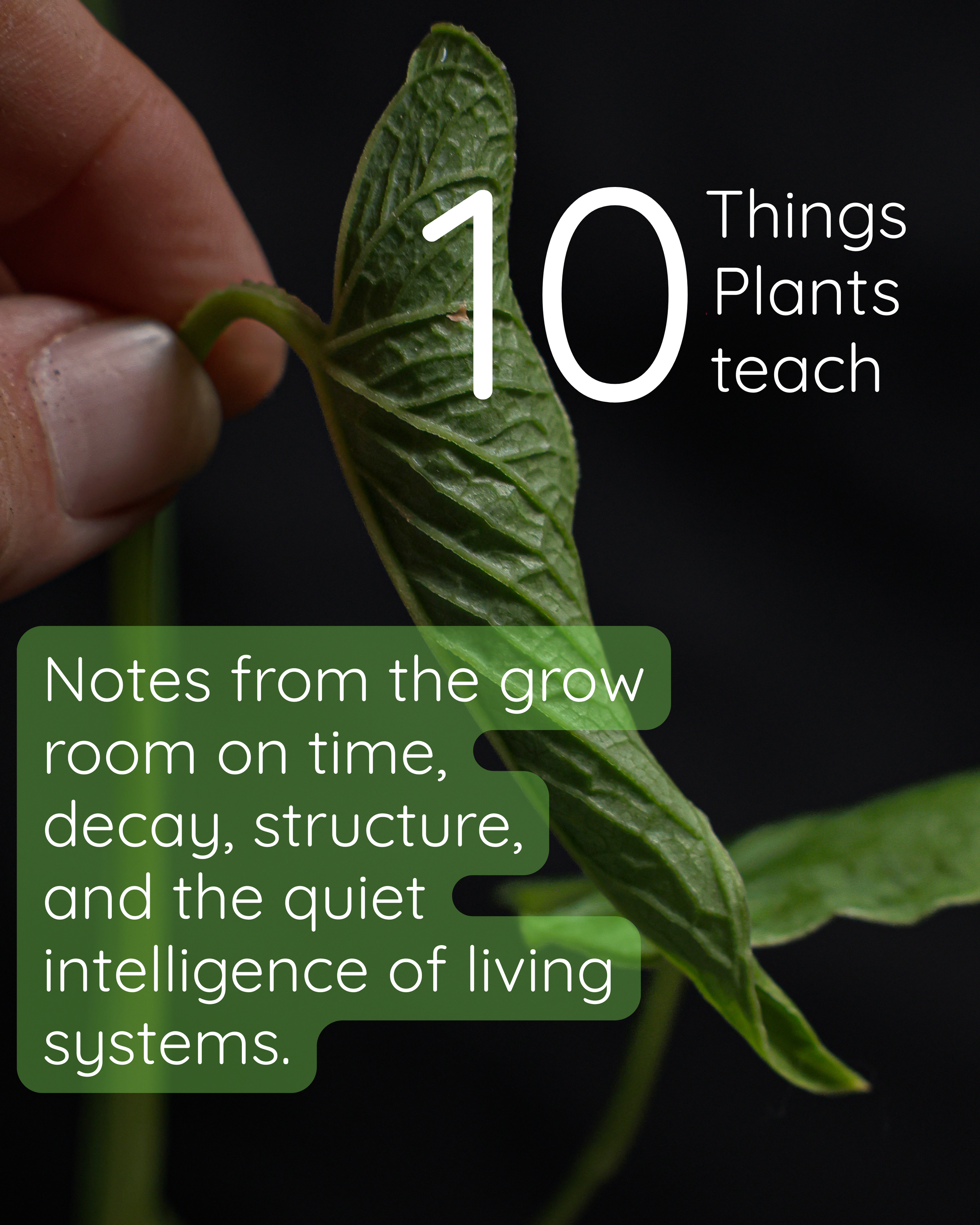Things Plants teach.png