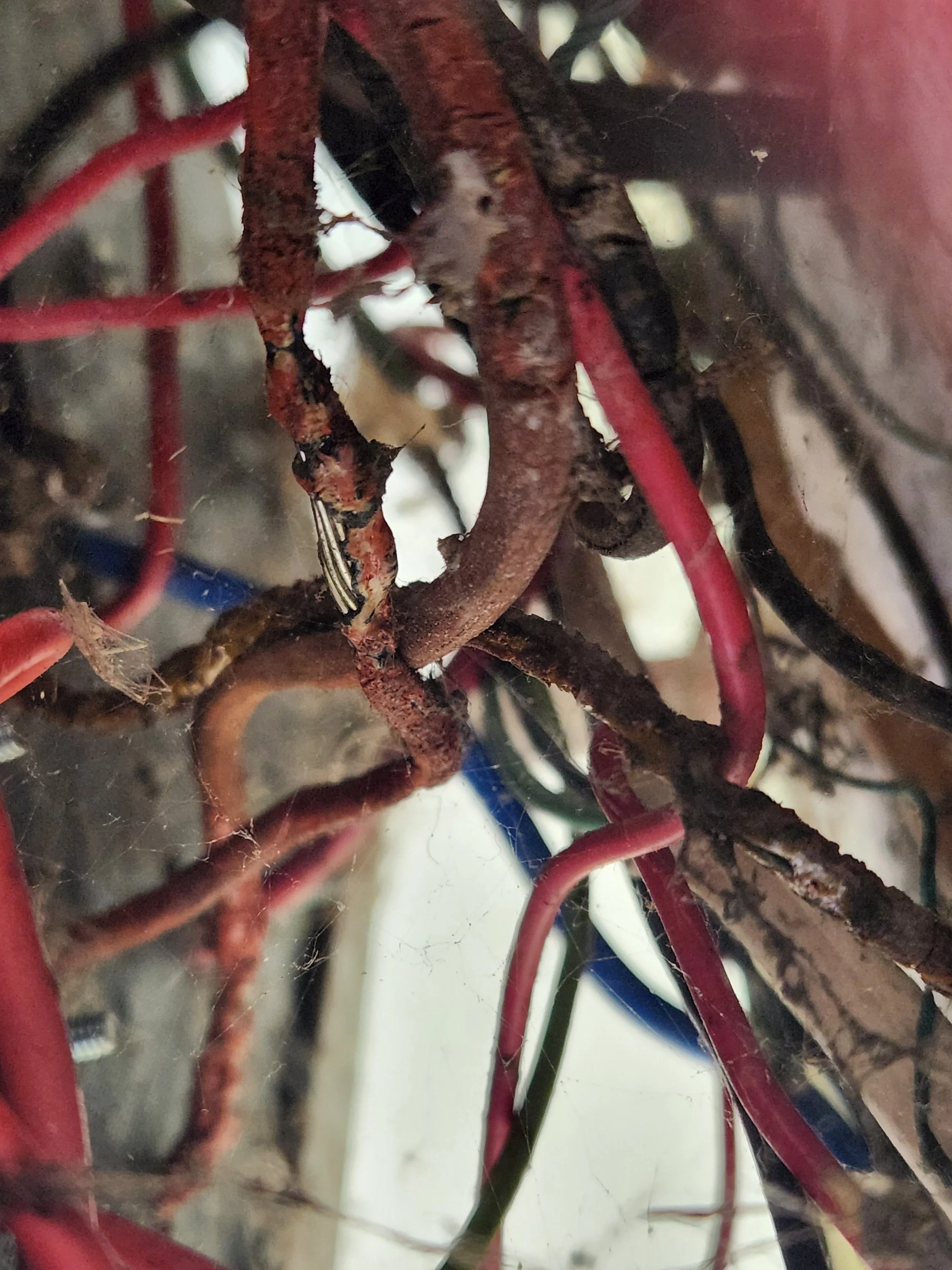TRS wiring behind an old switchboard.