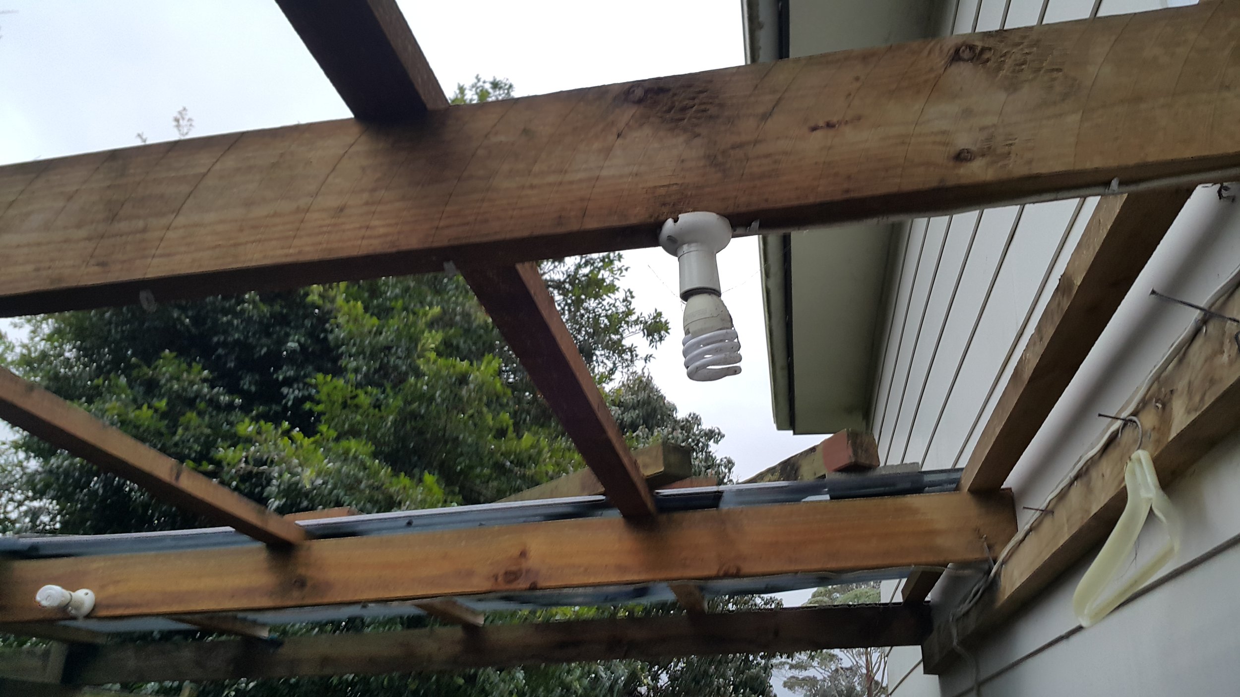 Baten holder in the rain.
