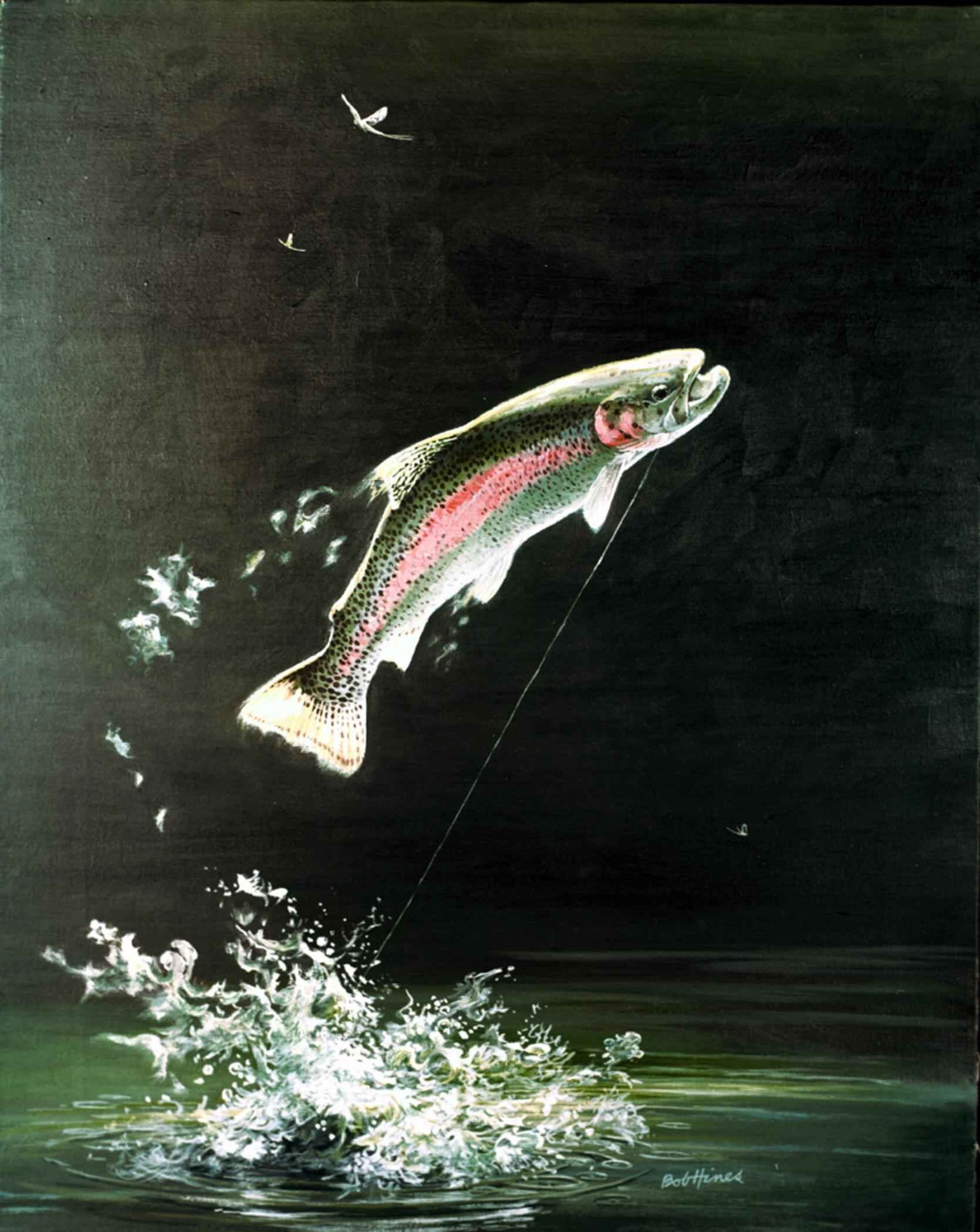 rainbow-trout-fish-salmo-gairdneri.jpeg
