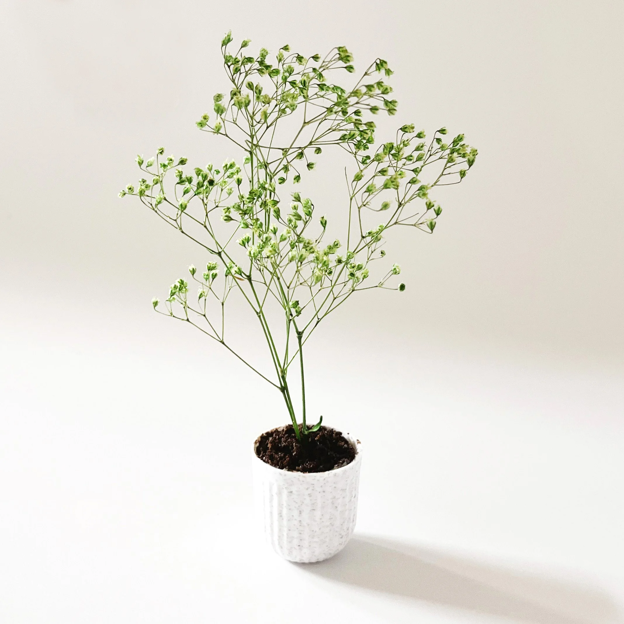 Dollhouse Plant