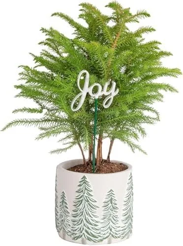 Costa Farms Live Christmas Tree Plant