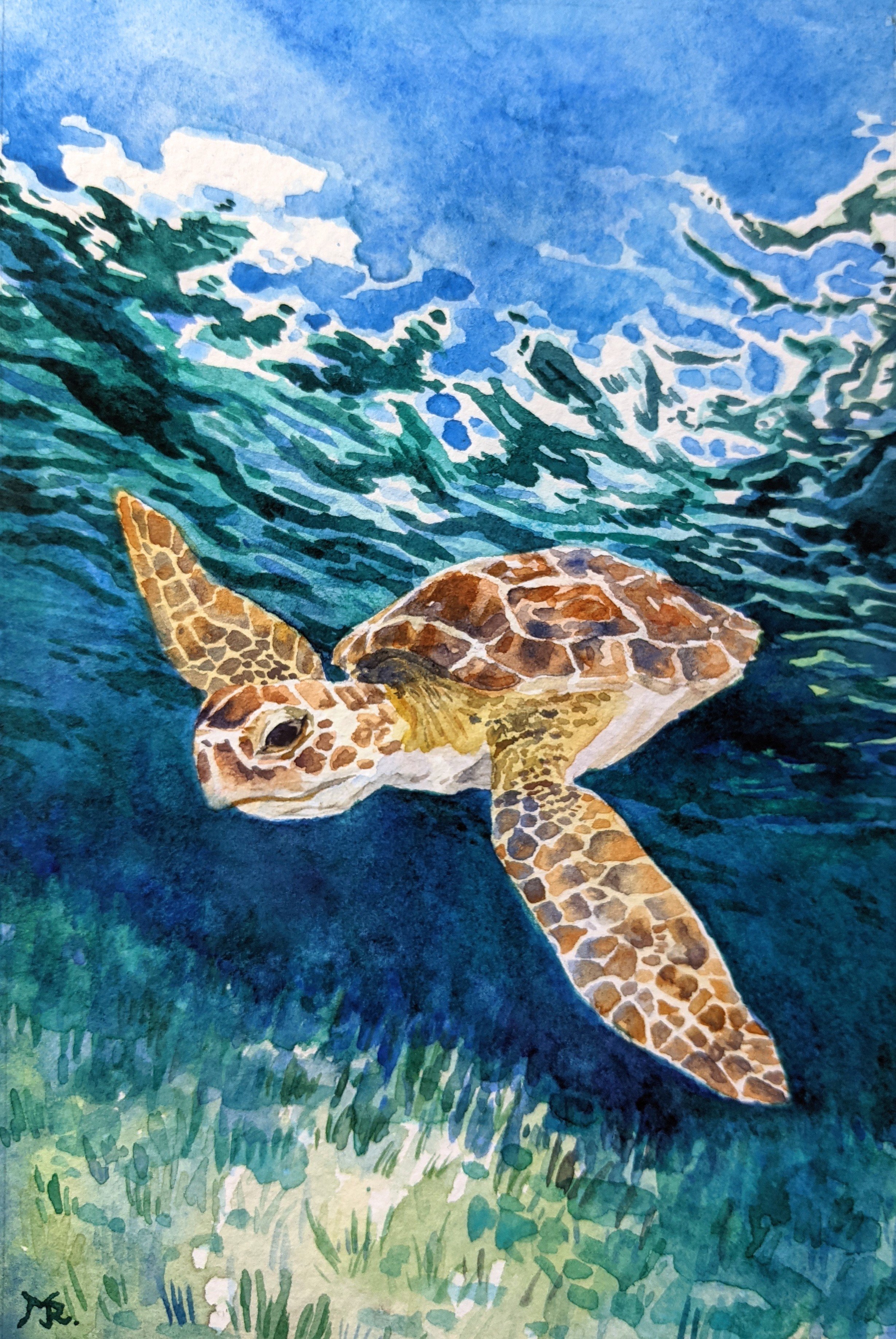 Baby Seaturtle | Not for Sale