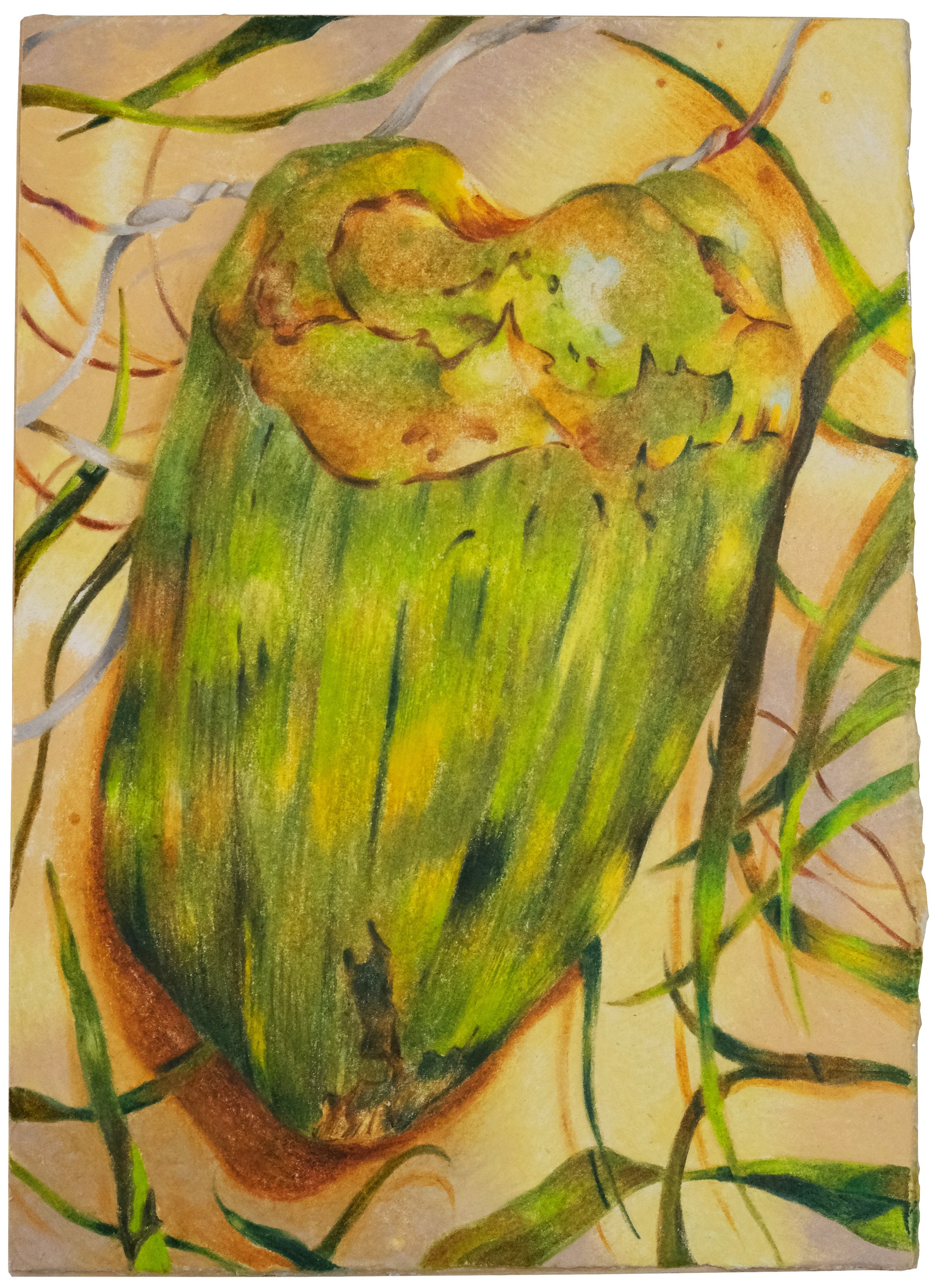 Coco Estancao', 7" x 5", watercolor pencil on paper mounted on panel, 2025