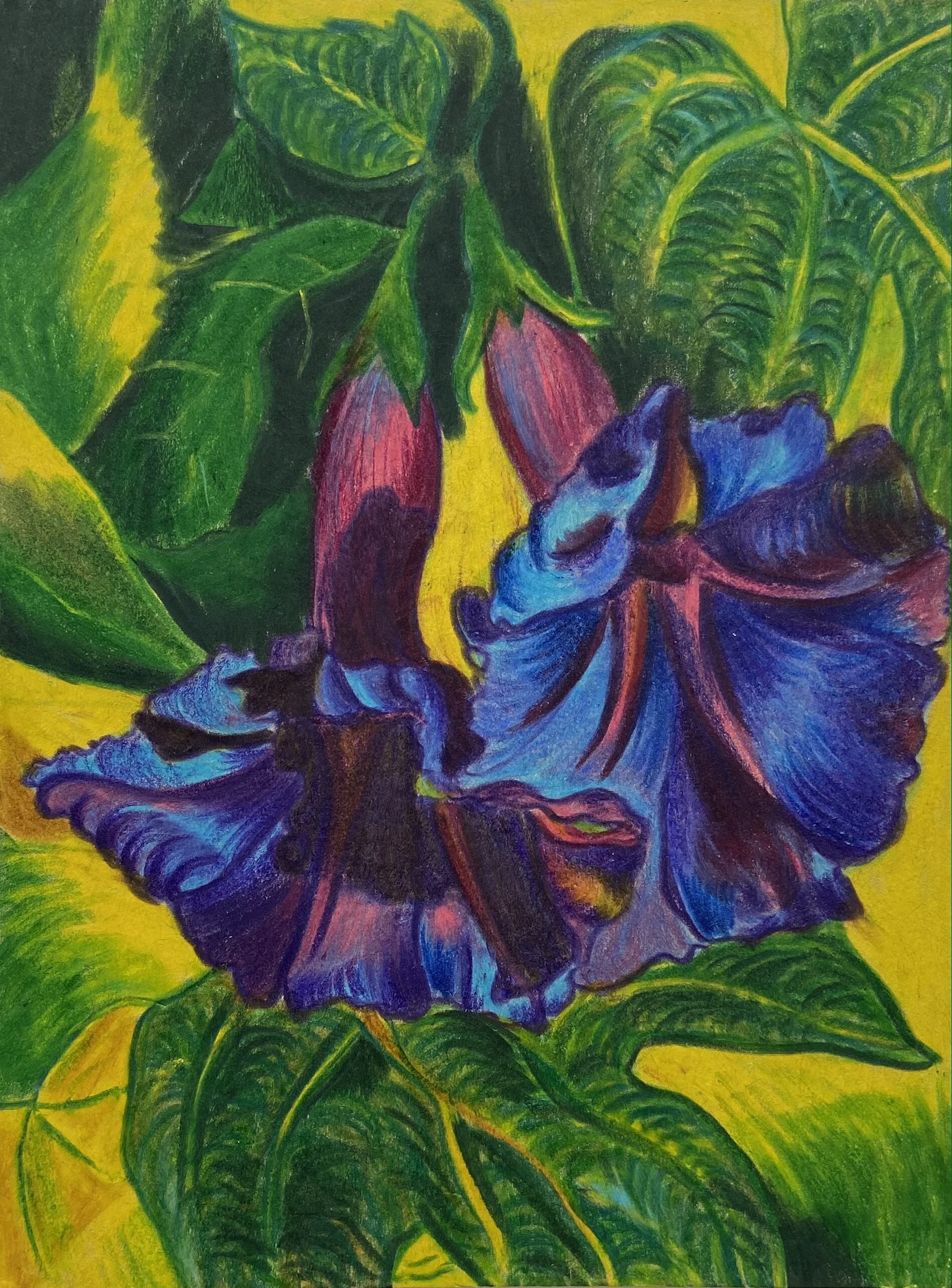 Morning Glories, 4.5 x 6", watercolor pencil on paper, 2020