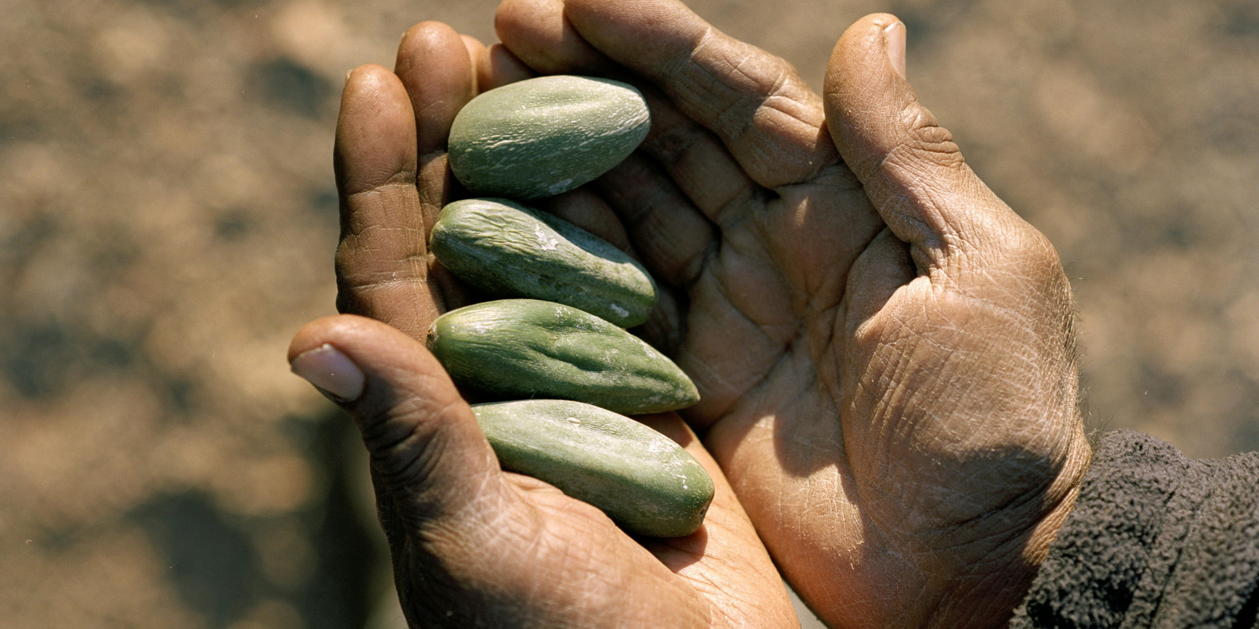 BUSH TUCKER &amp; NATIVE PLANTS