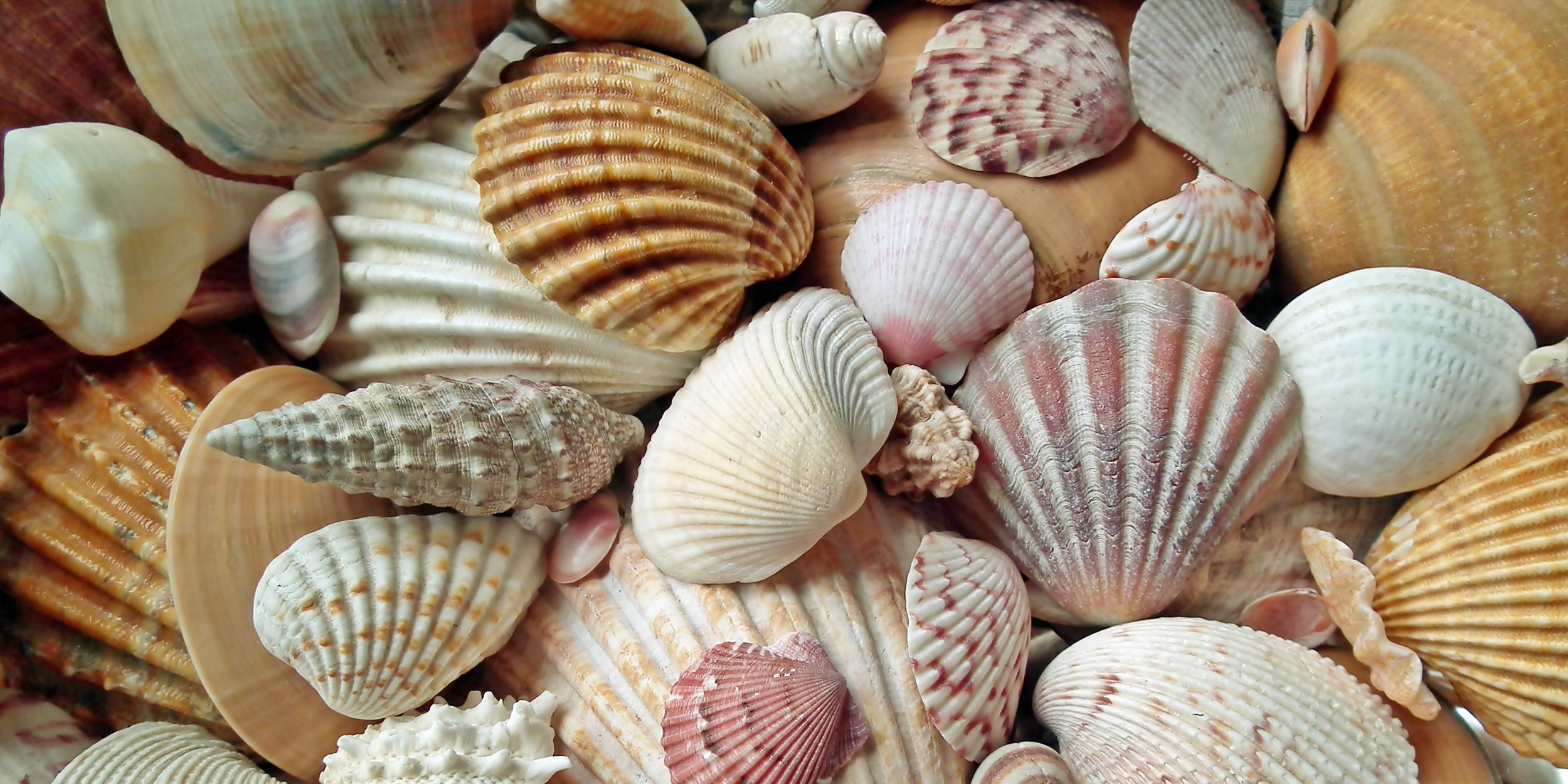 DJINJIMA BARIN (SHELLWORK) EXPERIENCE 