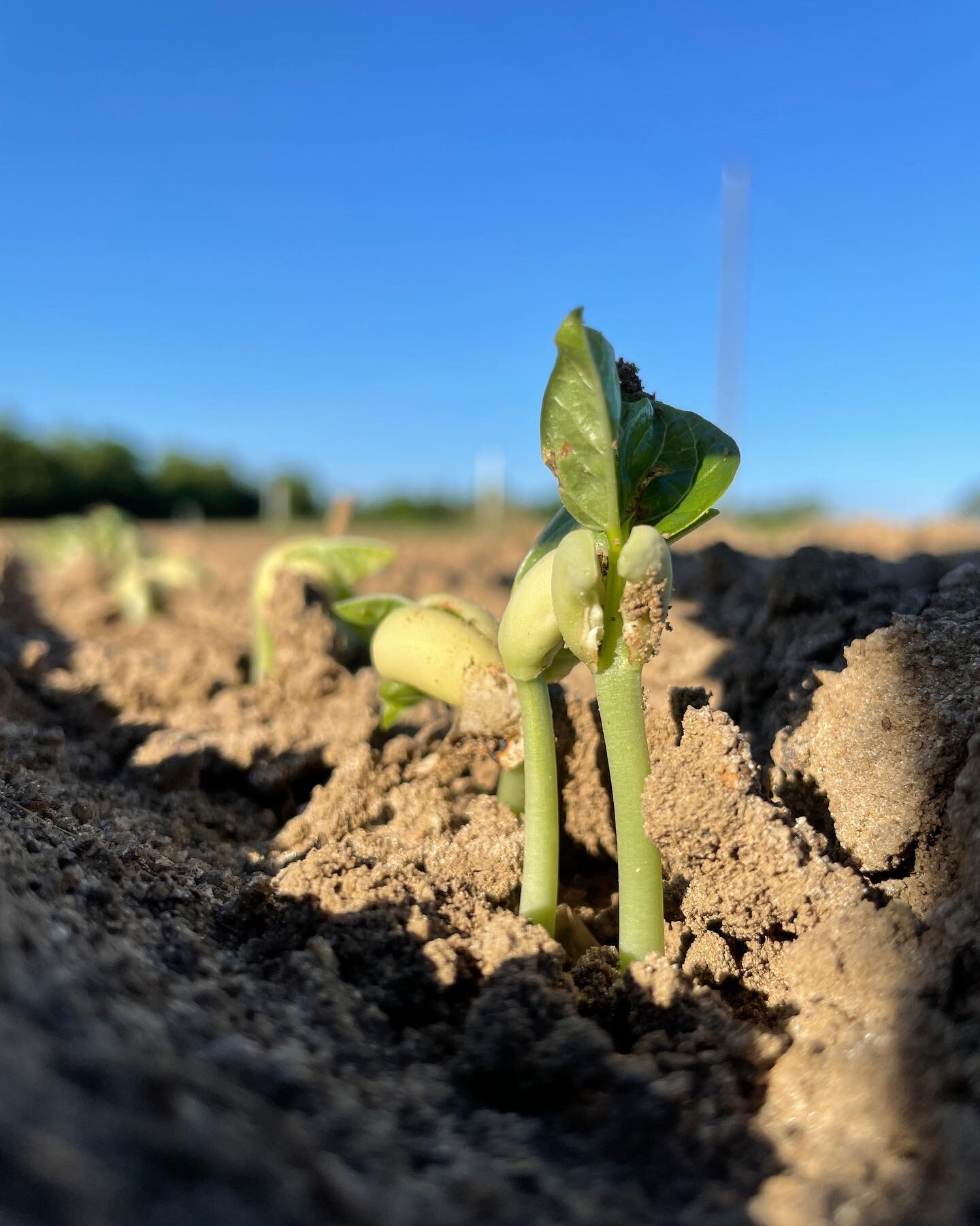 Thinking about how fast these black eye peas sprouted! The rain over the weekend provided all these seeds needed to do their job. A little sprinkle of blessing on our fields 🙌🏾 🙏🏾 
#bringfarmsback