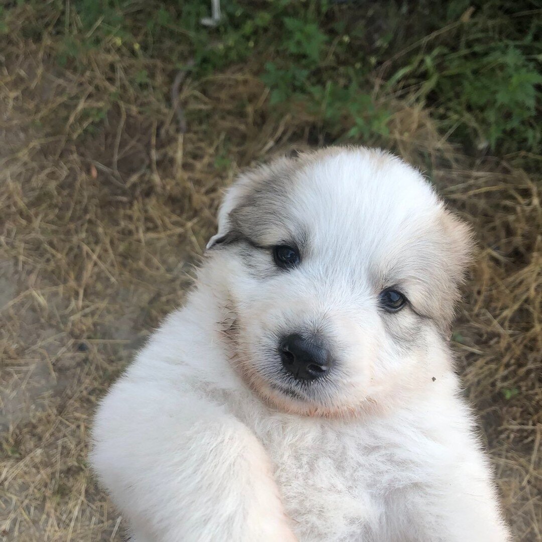 Great Pyrenees/Anatolian Shepherd puppies
EXCELLENT working dogs.  Great for livestock protection.  Very independent and loyal.  Best Farm dog I've ever owned.  Just born April 27th, will be ready June 15th with shots and worming.  Small re-homing fe