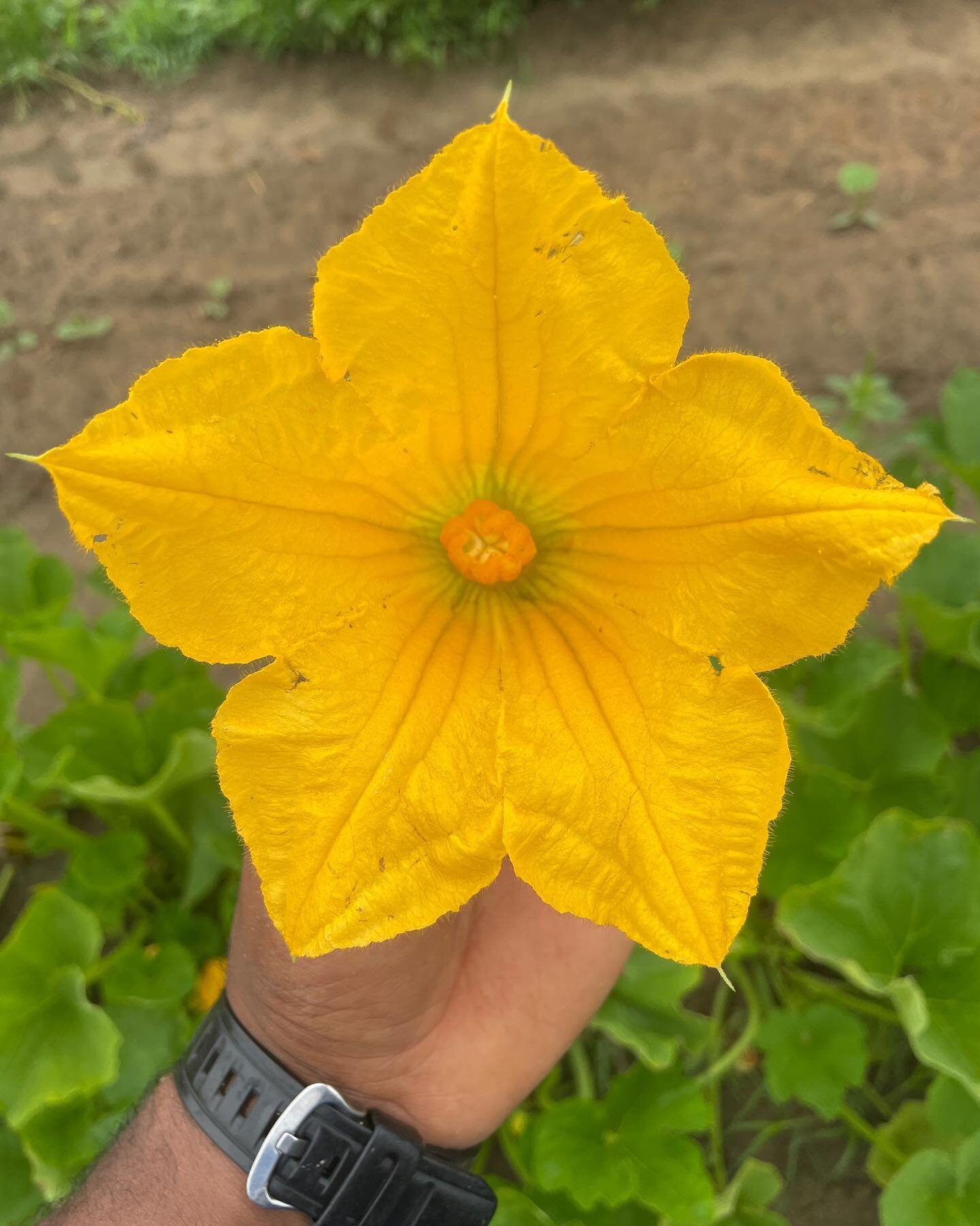 Class time! This is a female squash blossom. You can see through the obvious fruit coming from the bottom and also the pistil (that beautiful orange center of the flower) that this is a female. In the last picture is a male flower, and that center pa