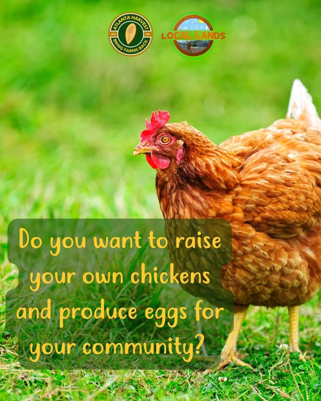 We have Red Comets and Sexlinks laying hens available right now. 

In a time where there are so many diseases creating egg shortages , having your own chickens is a game changer. 

Think about it, just 4 hens, and you have 28 eggs a week. You can use