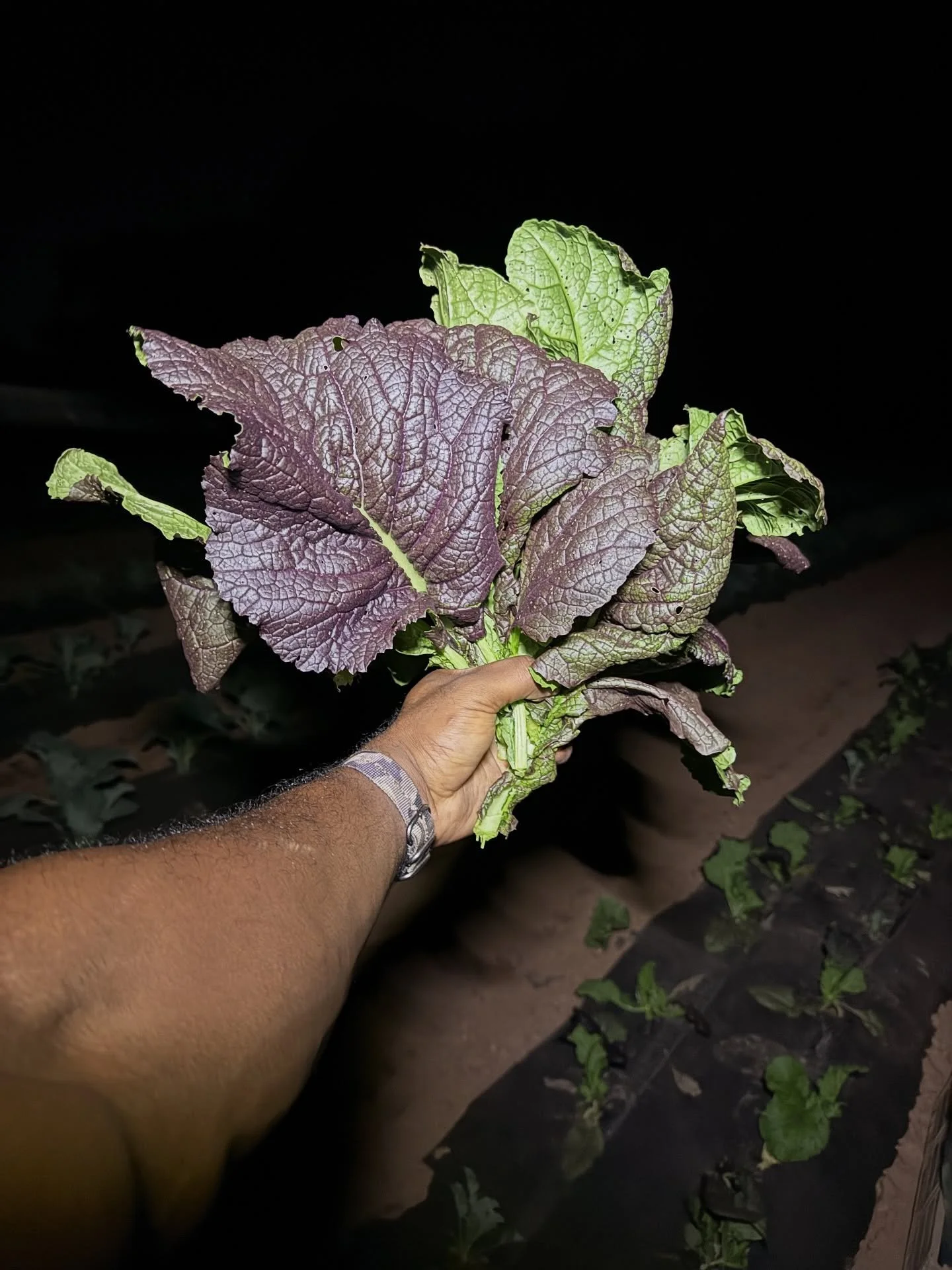 Saturday night harvesting routine with the kiddos! Red mustard greens are available now in the farm stand. Here are a few extra goodies you can expect to see today. 
Bok choy
Turnip greens 
Basil
Radishes 
And we also have fresh herbs that we will ha