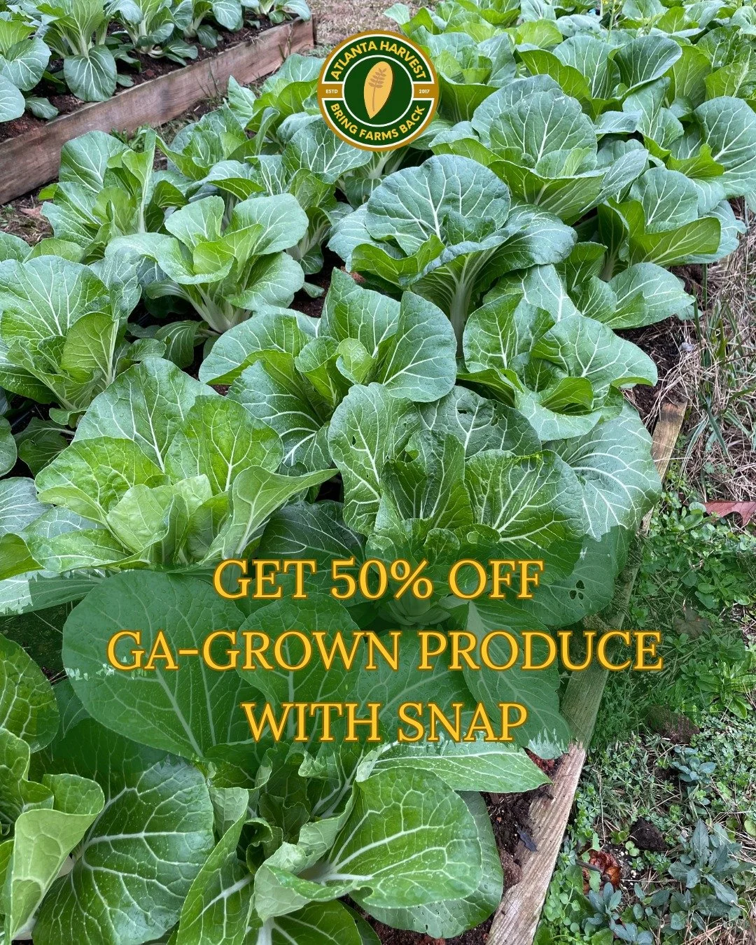Big news for our community!
Atlanta Harvest, in partnership with Wholesome Wave Georgia, is offering 50% off a wide selection of fresh, locally-grown produce when you use your SNAP/EBT card at the farm.

We believe everyone deserves access to real, h