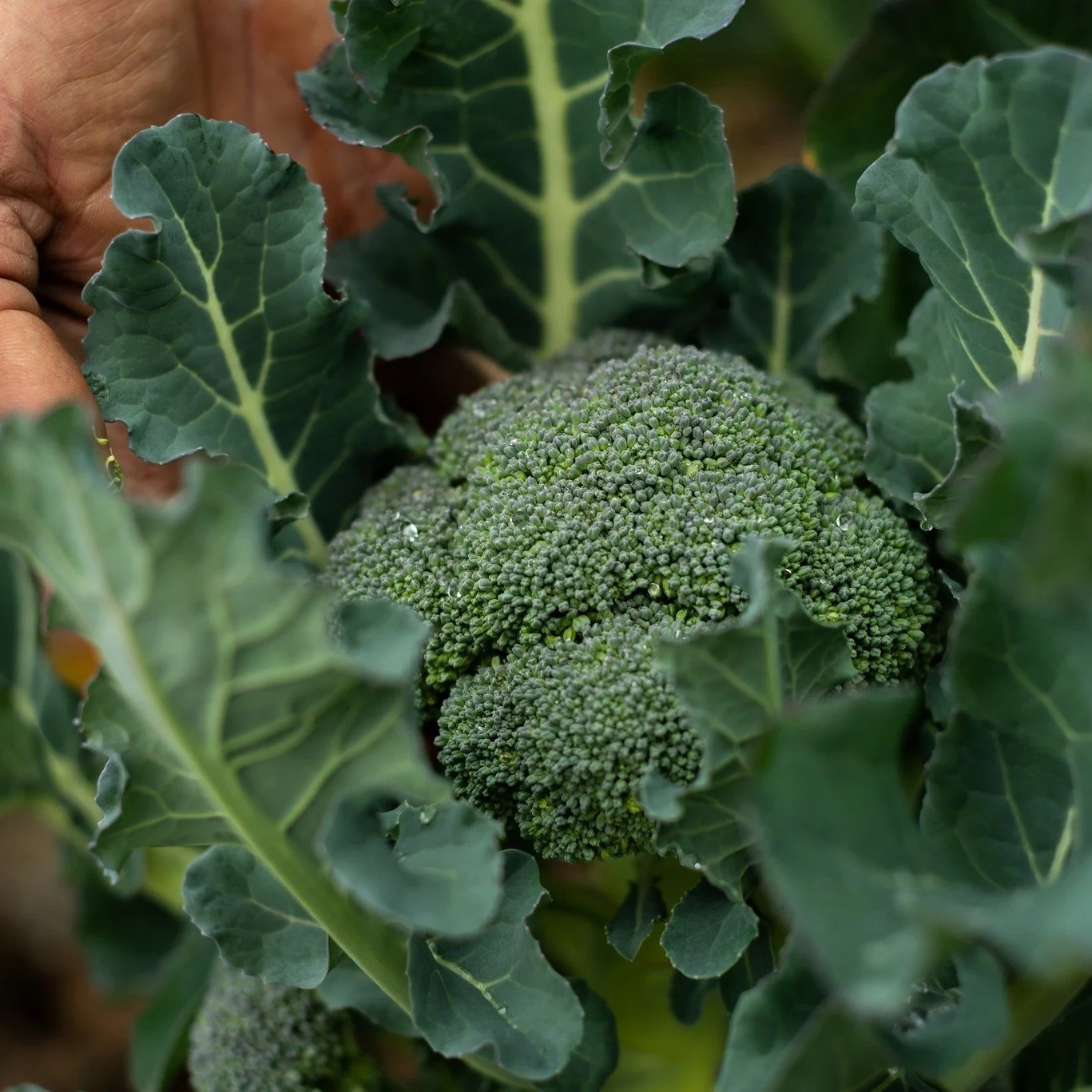 One of the most beautiful flowers in the garden.

This time of year, broccoli shows off. Tight heads. Deep green. Sweet from the cool weather.

If you&rsquo;ve only had it steamed and forgotten, try it roasted until the edges caramelize. That&rsquo;s