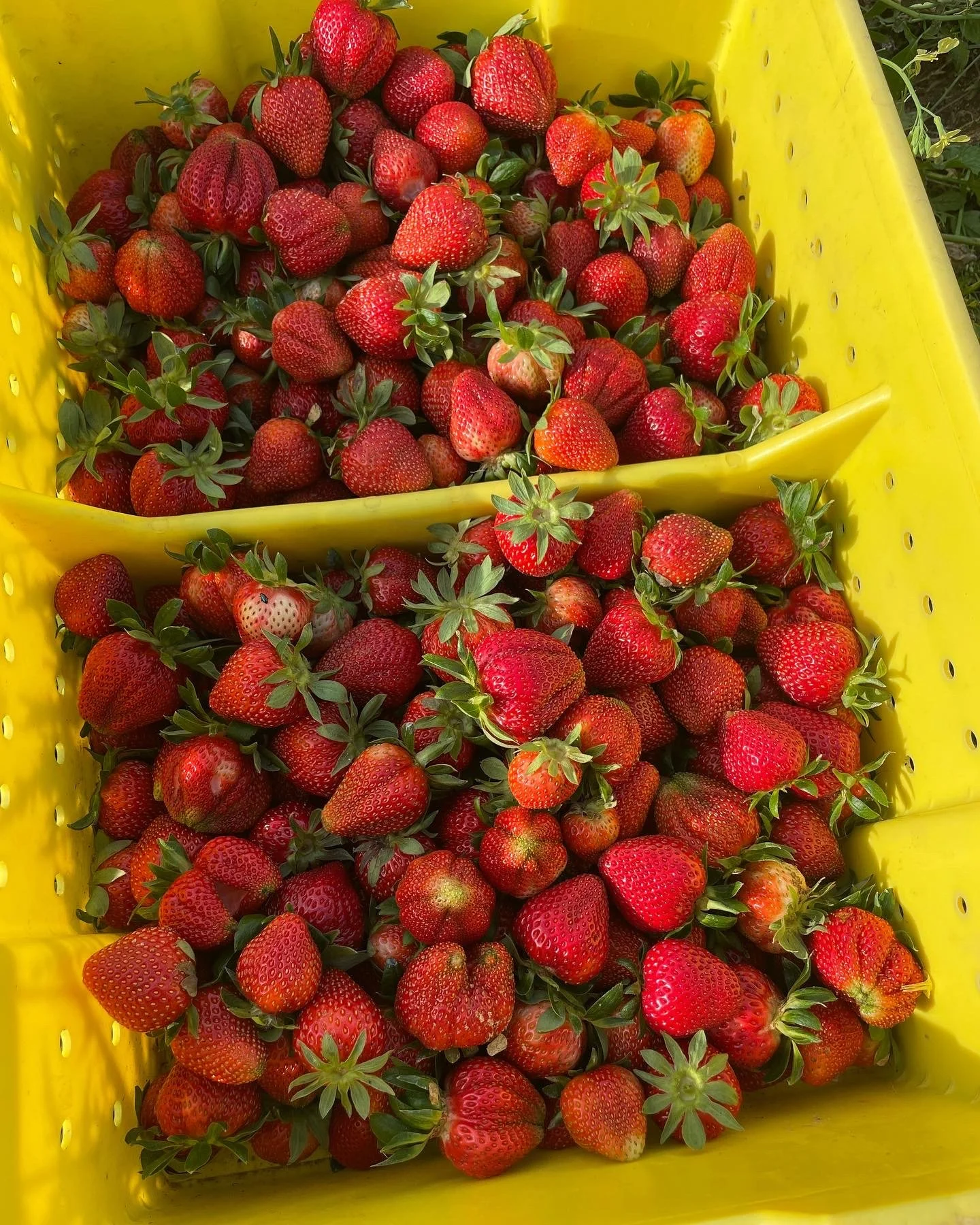 If you're not here yet what are you waiting on?

No soy. No corn. Eggs are BACK.
And they go fast!

2 for 1 TODAY:
Bananas
Turnip greens
Mustards
Lettuce
Avocado

Georgia-grown strawberries just came in &mdash; $3.75 each.

Fresh, real food on the sh
