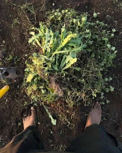 Barefoot in the soil&hellip;
pulling weeds... 

Grounding, even in the work.

Every weed pulled makes space&hellip;
for what&rsquo;s next.

There&rsquo;s a peace out here you don&rsquo;t have to chase.
It meets you in the soil&hellip; in the sweat&he