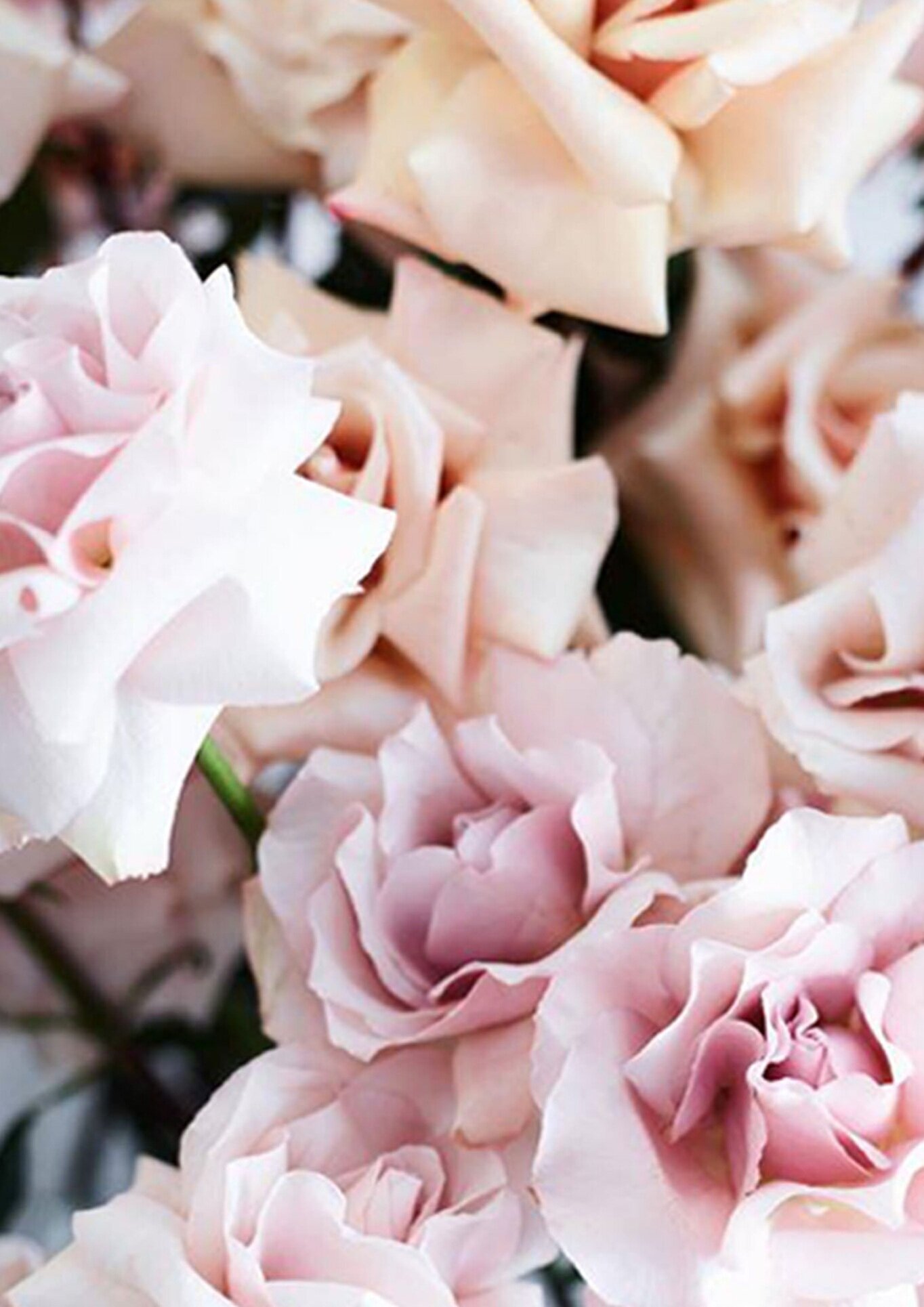 INFLUENCES - POWERFUL PINKS
