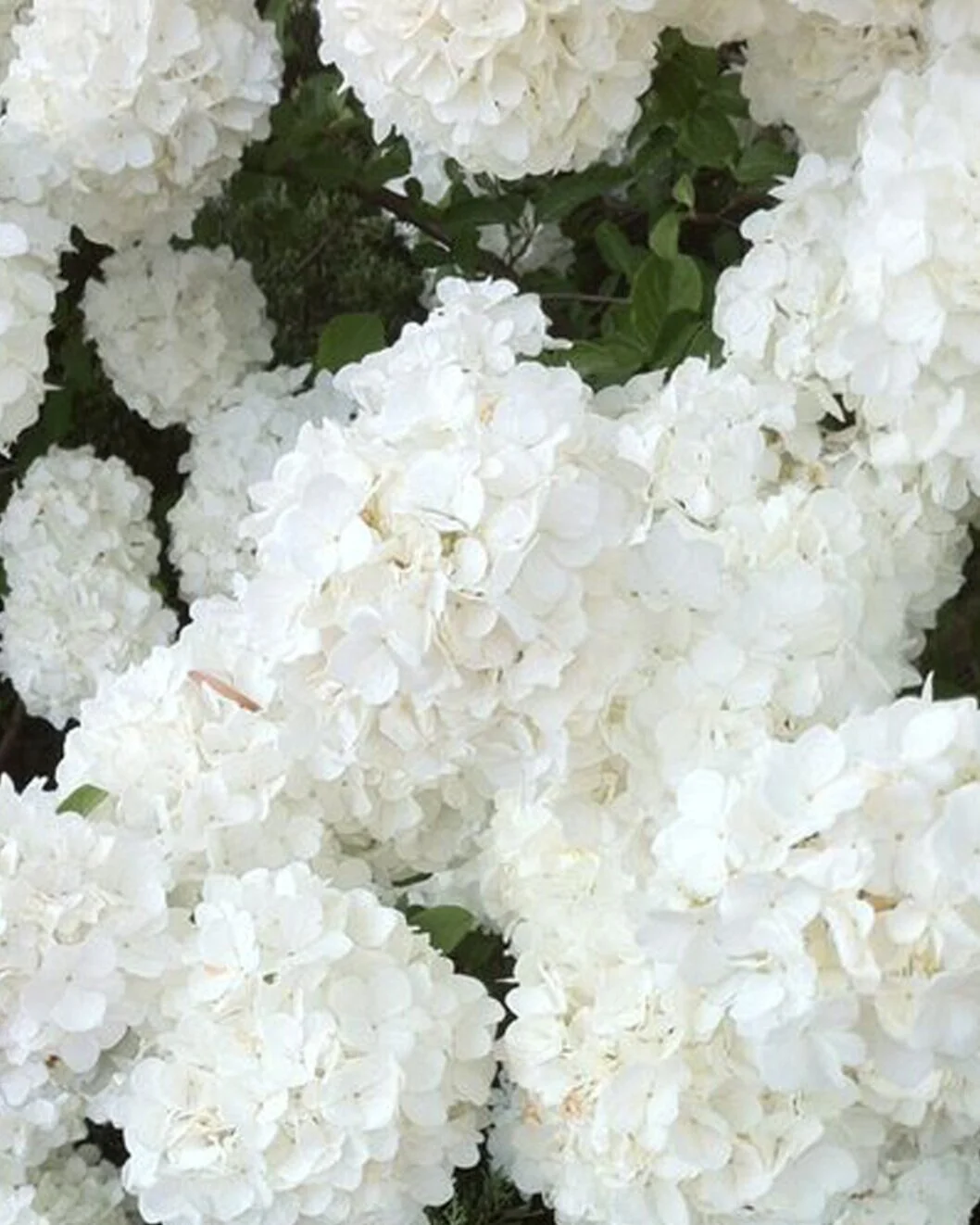 INSPIRATIONS - FLORAL BEAUTY