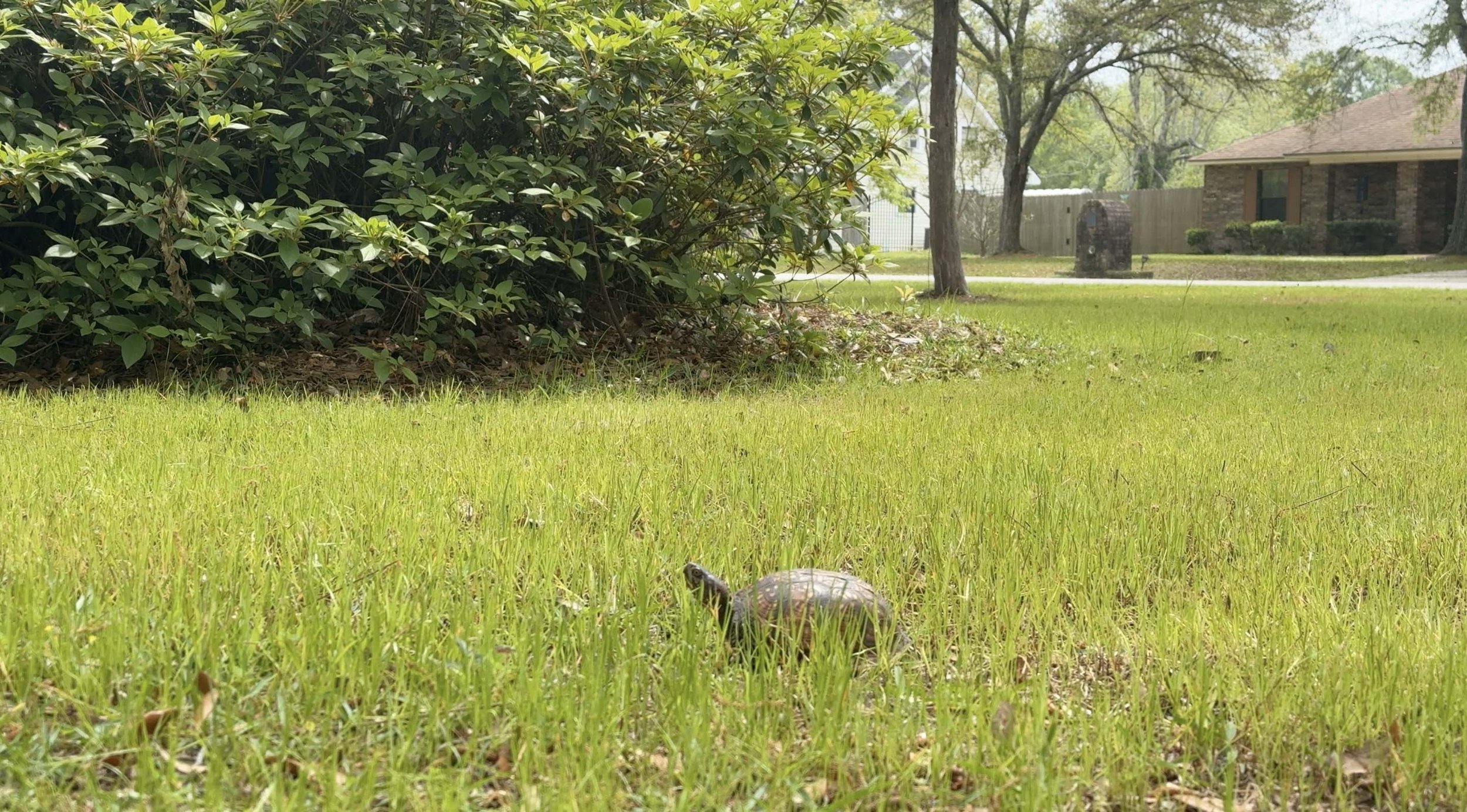 LazyTurtle.jpg