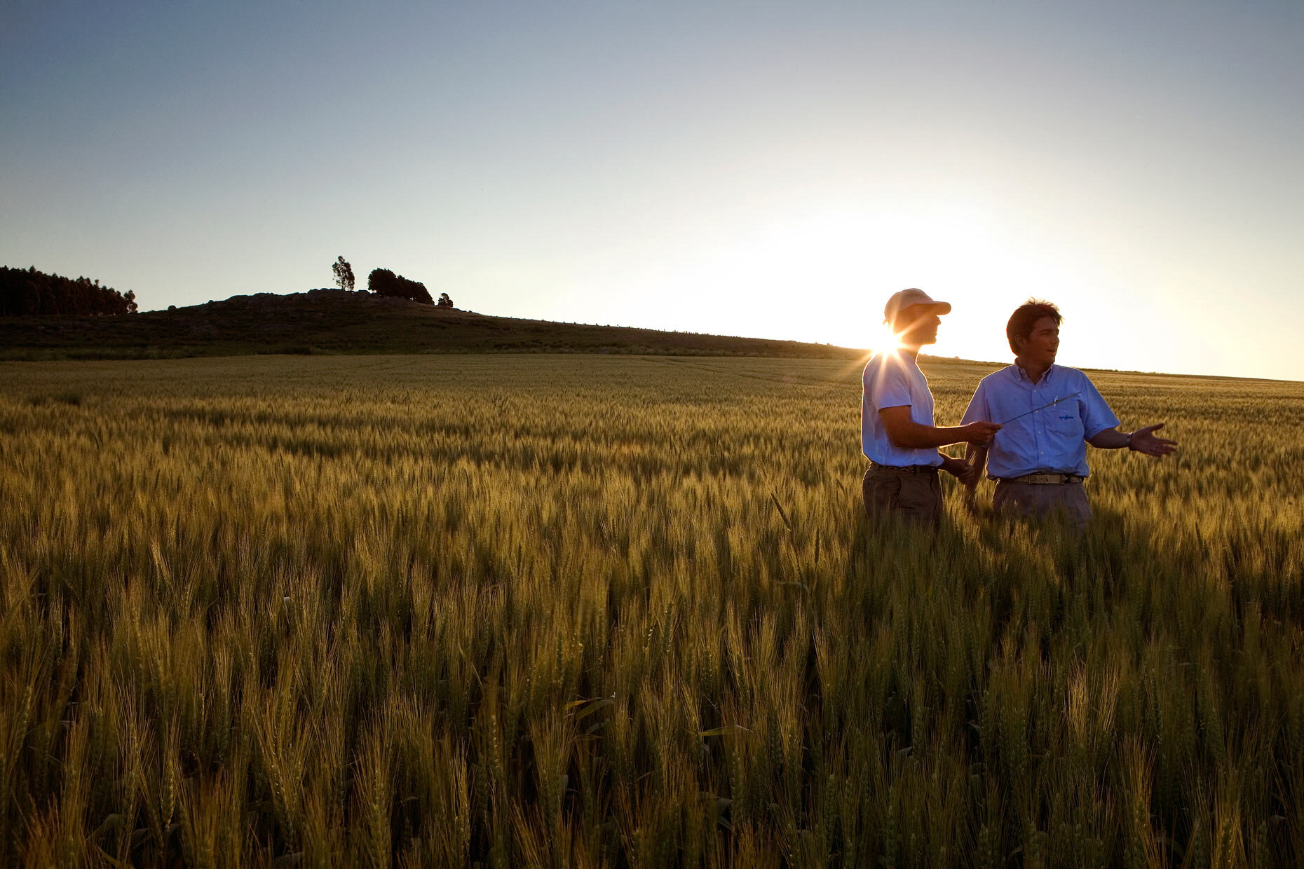Farmers working in a field at sunset, silhouetted against warm evening light, capturing the rhythm of agricultural life and natural beauty.